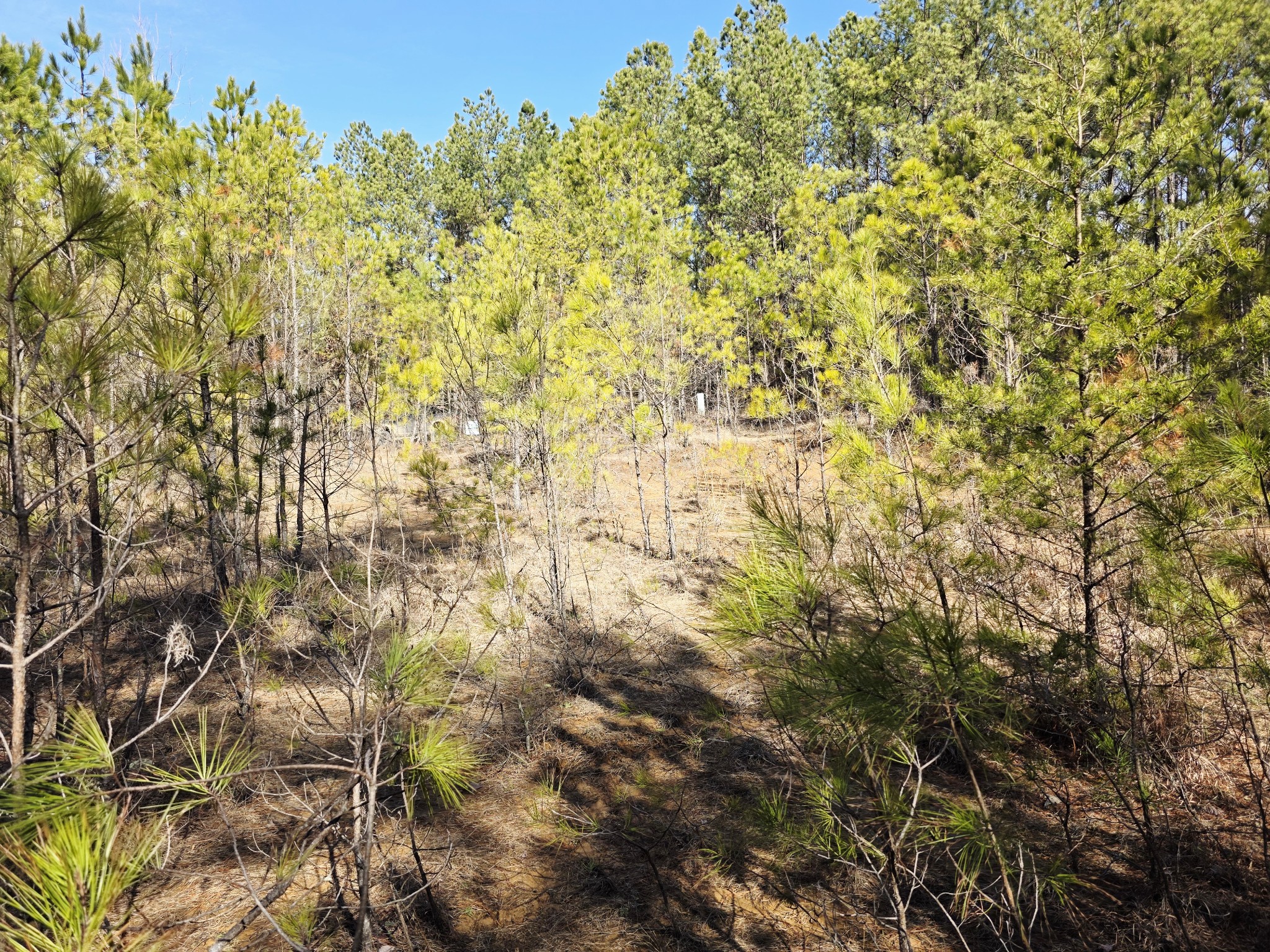 0 Allen Mill Bridge Road Camden, TN 38320 - Photo 12 of 32 a view of a yard with a tree