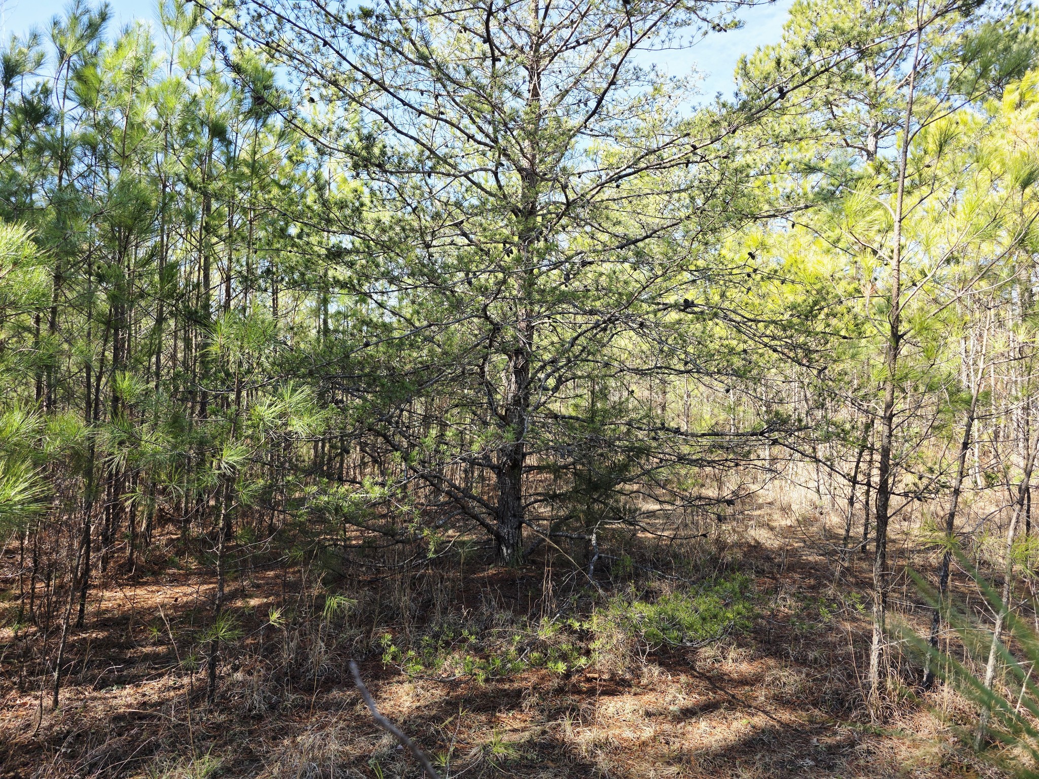 0 Allen Mill Bridge Road Camden, TN 38320 - Photo 13 of 32 a view of a tree
