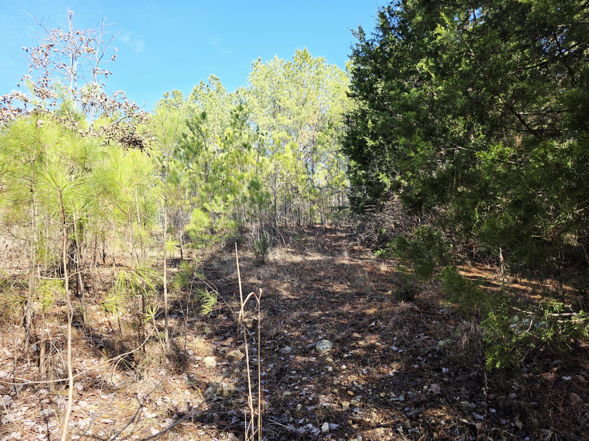 0 Allen Mill Bridge Road Camden, TN 38320 - Photo 14 of 32 a view of a forest with a tree
