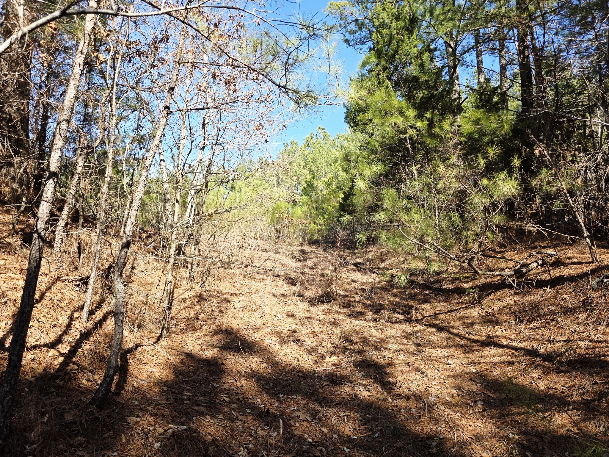 0 Allen Mill Bridge Road Camden, TN 38320 - Photo 15 of 32 a view of a yard
