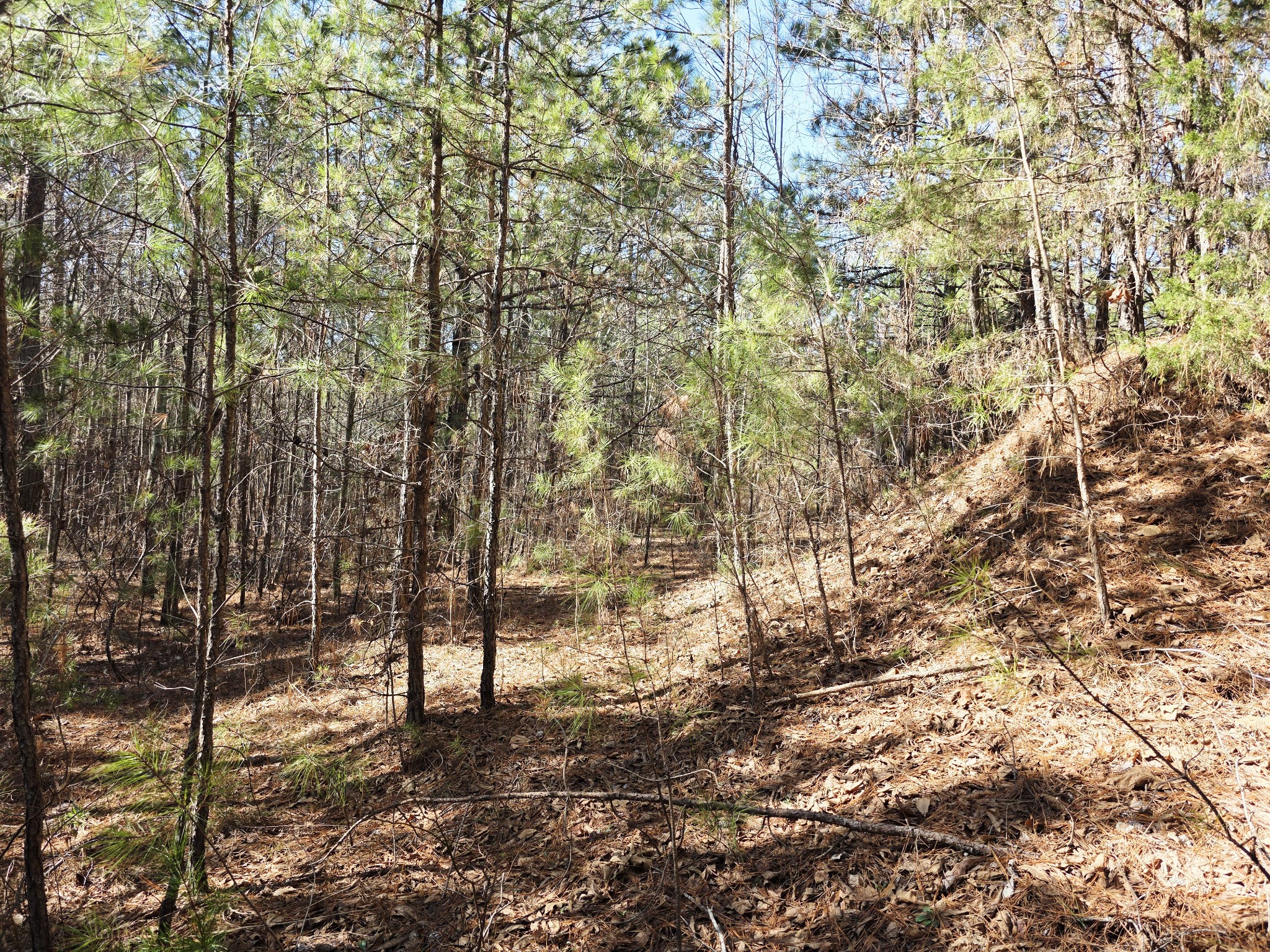 0 Allen Mill Bridge Road Camden, TN 38320 - Photo 16 of 32 a view of covered with green space