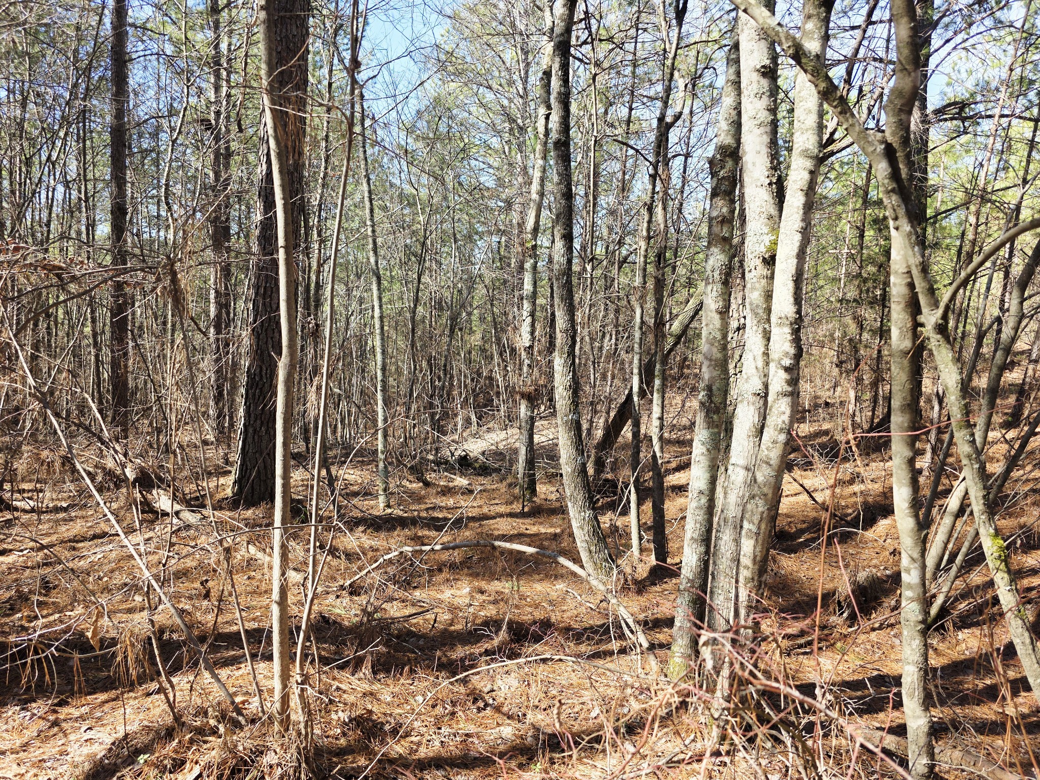 0 Allen Mill Bridge Road Camden, TN 38320 - Photo 17 of 32 a view of a forest