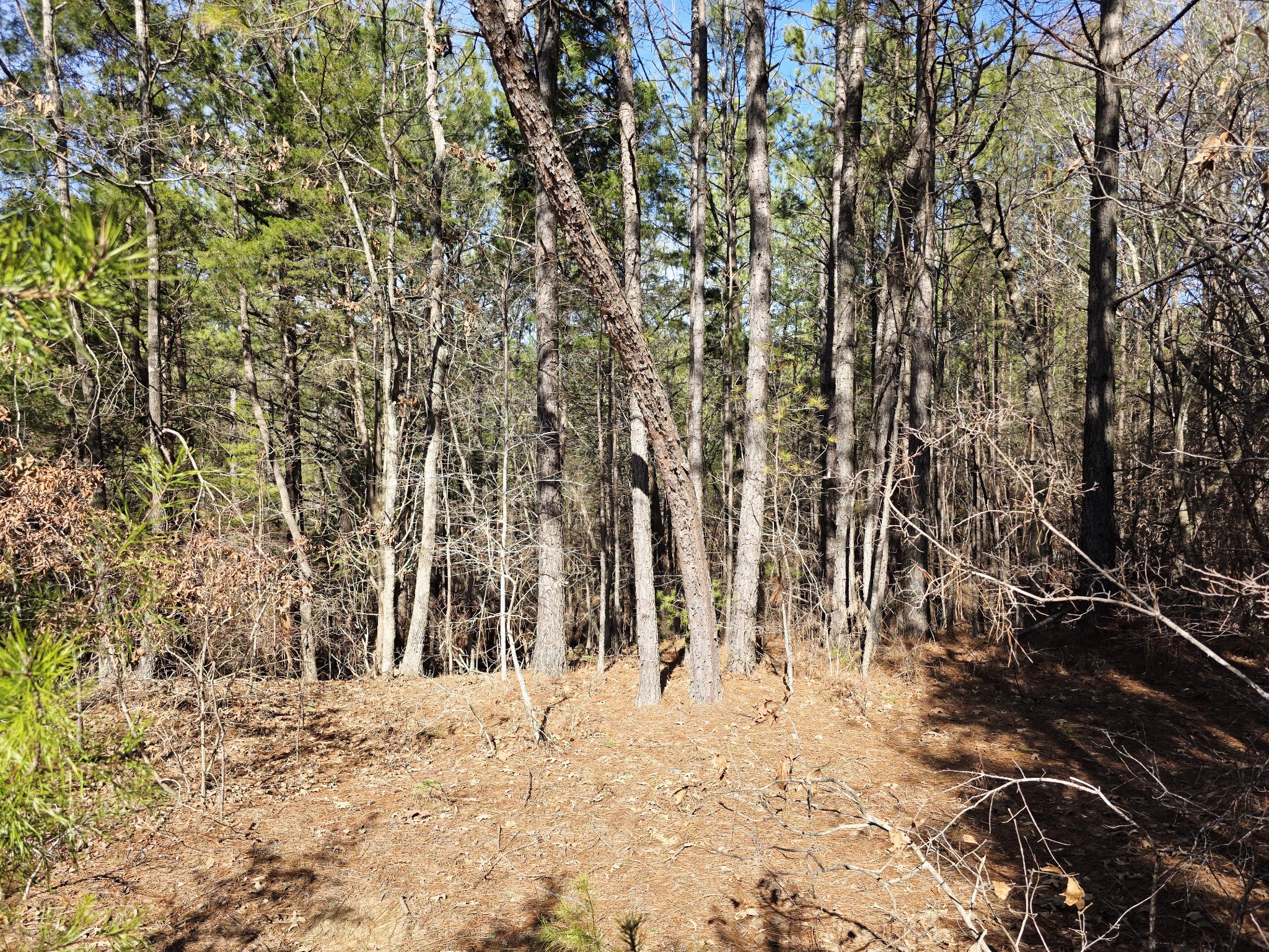 0 Allen Mill Bridge Road Camden, TN 38320 - Photo 18 of 32 a view of wooden fence and trees