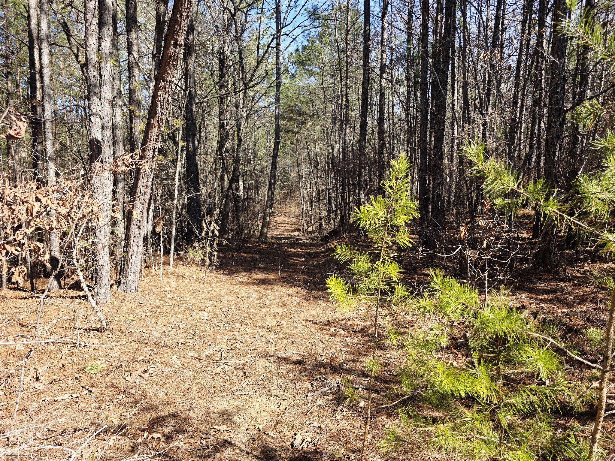 0 Allen Mill Bridge Road Camden, TN 38320 - Photo 19 of 32 a view of a yard covered with snow in the background