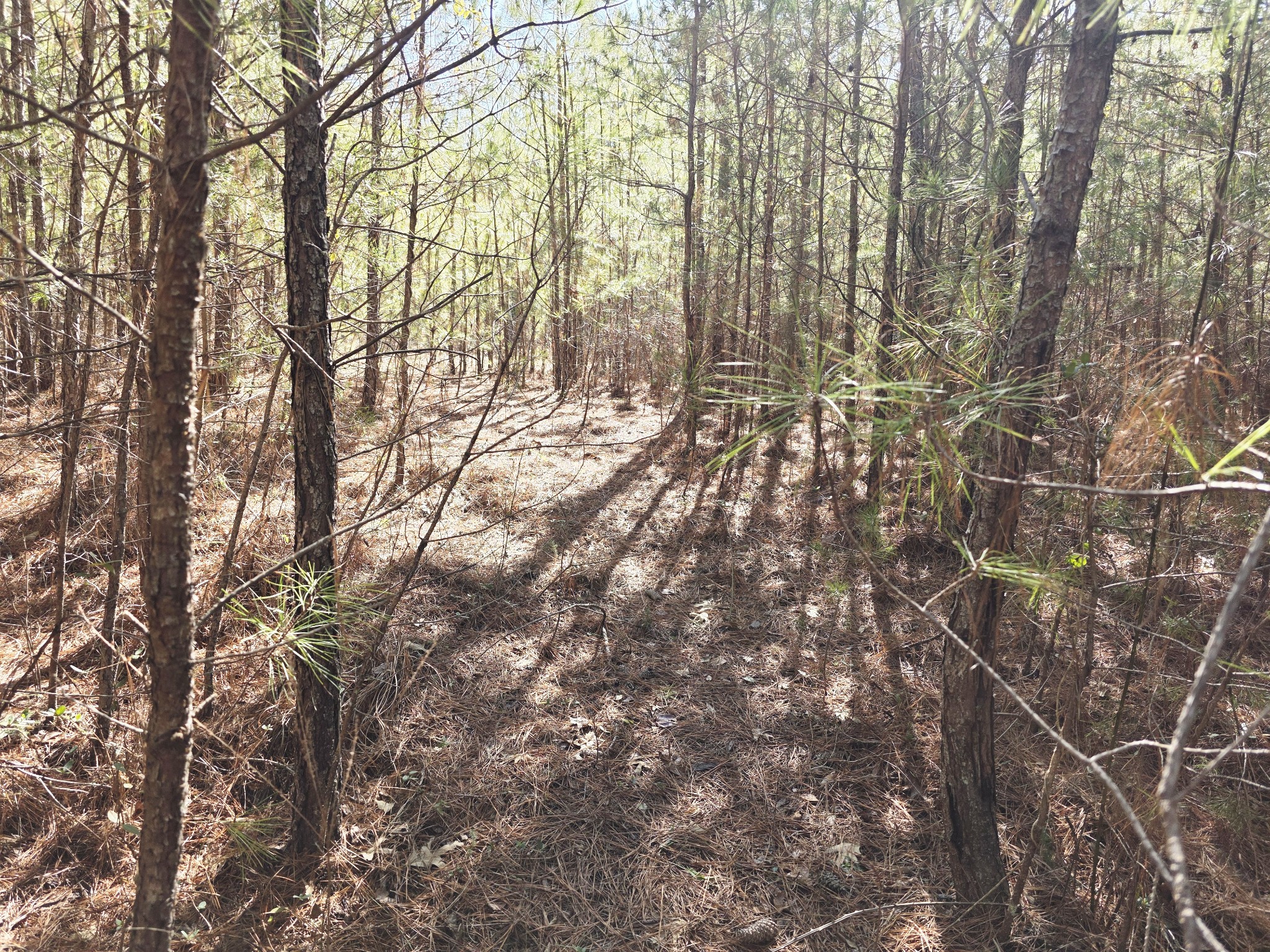 0 Allen Mill Bridge Road Camden, TN 38320 - Photo 20 of 32 a backyard of a house with lots of trees