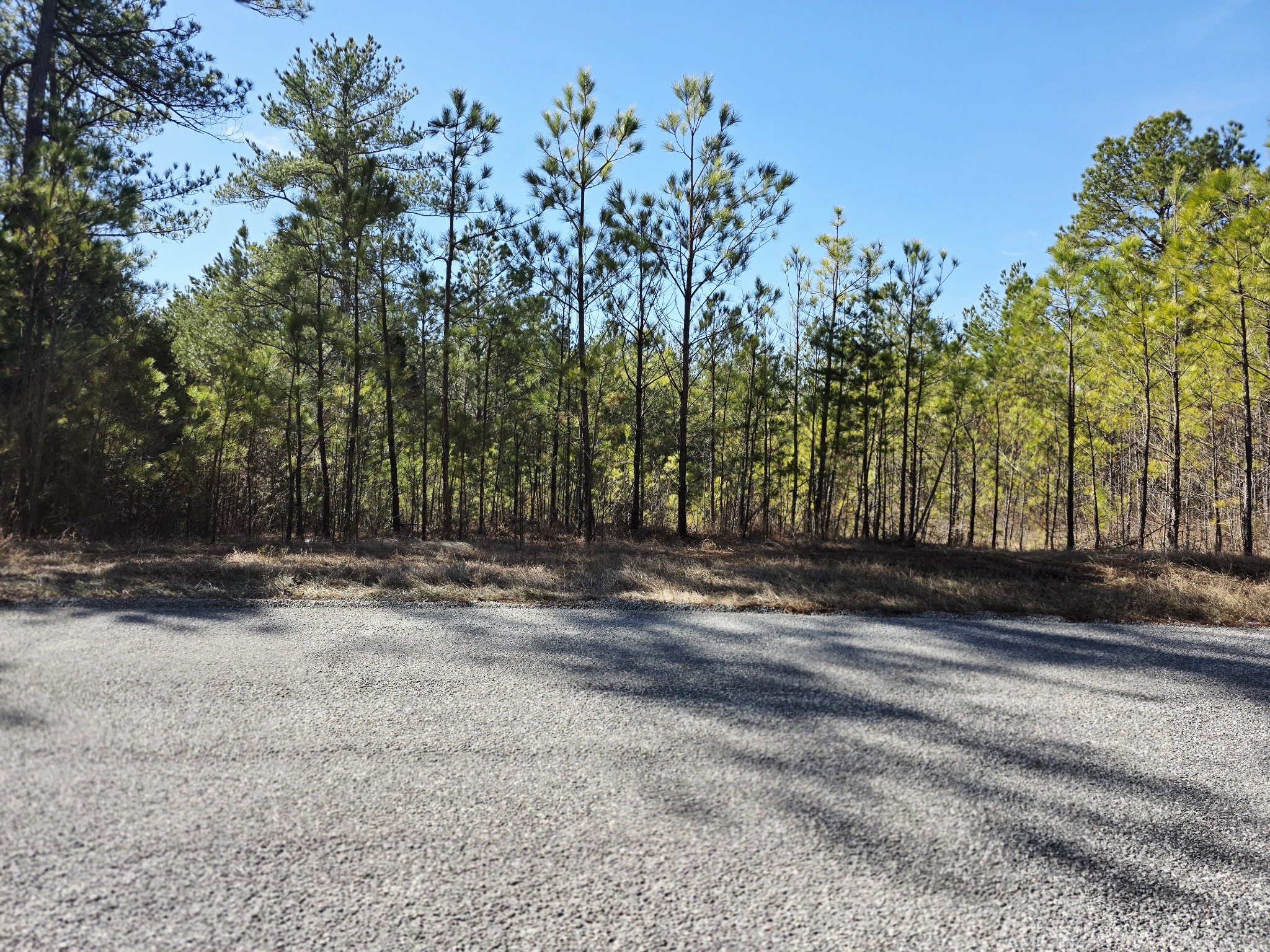 0 Allen Mill Bridge Road Camden, TN 38320 - Photo 2 of 32 a view of a yard with tree s