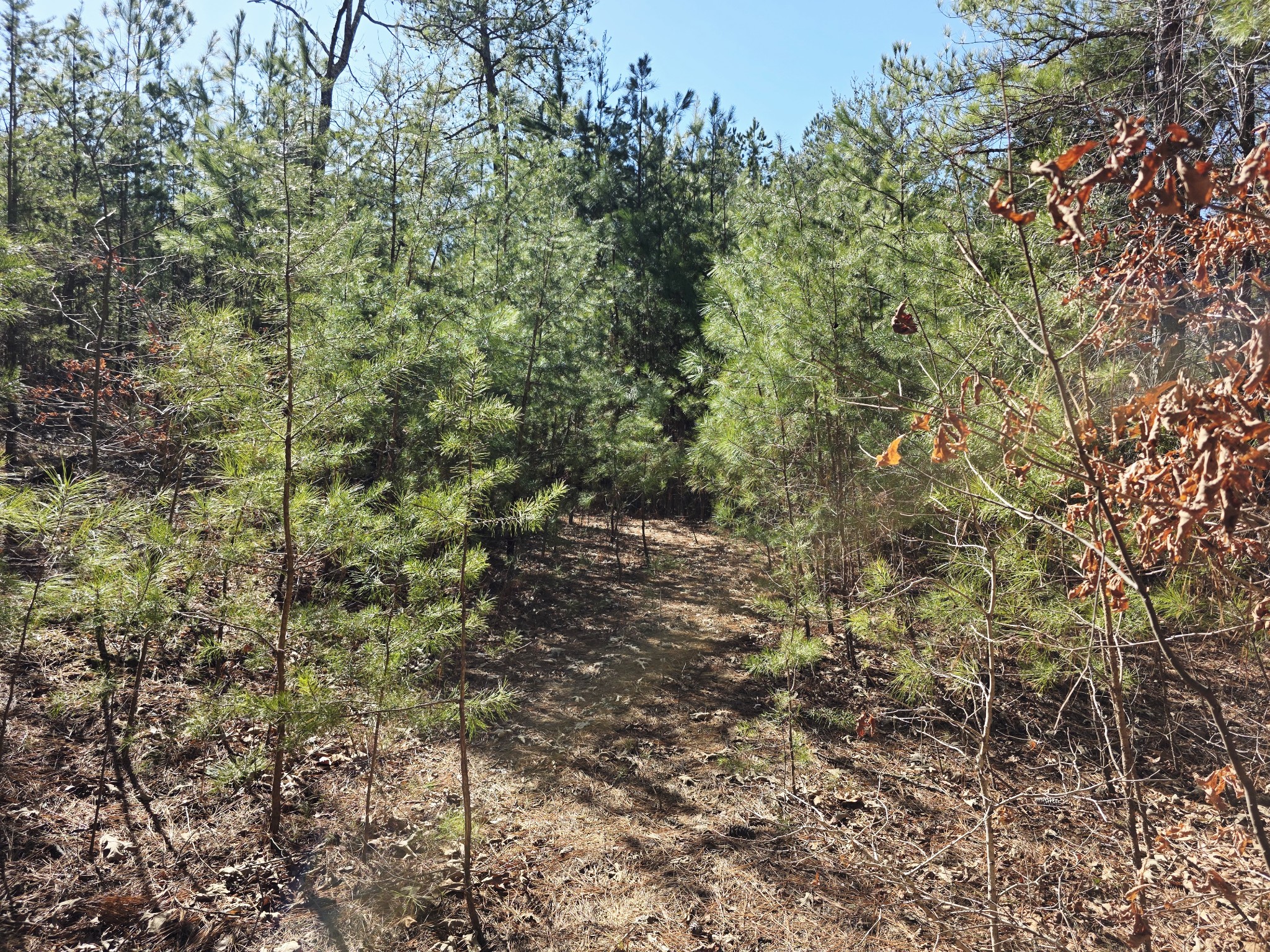 0 Allen Mill Bridge Road Camden, TN 38320 - Photo 21 of 32 a view of a forest with a tree