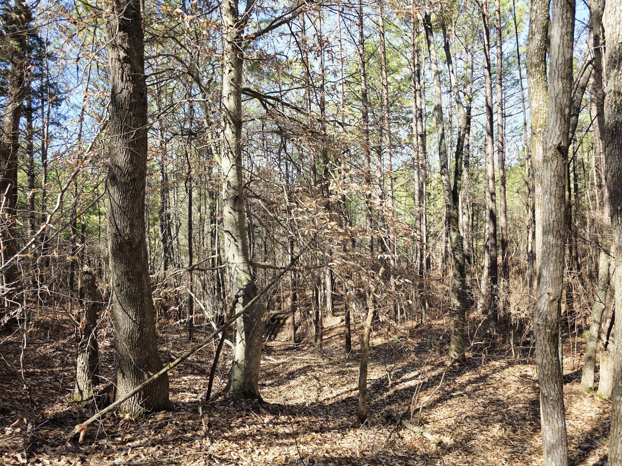0 Allen Mill Bridge Road Camden, TN 38320 - Photo 22 of 32 a view of a yard