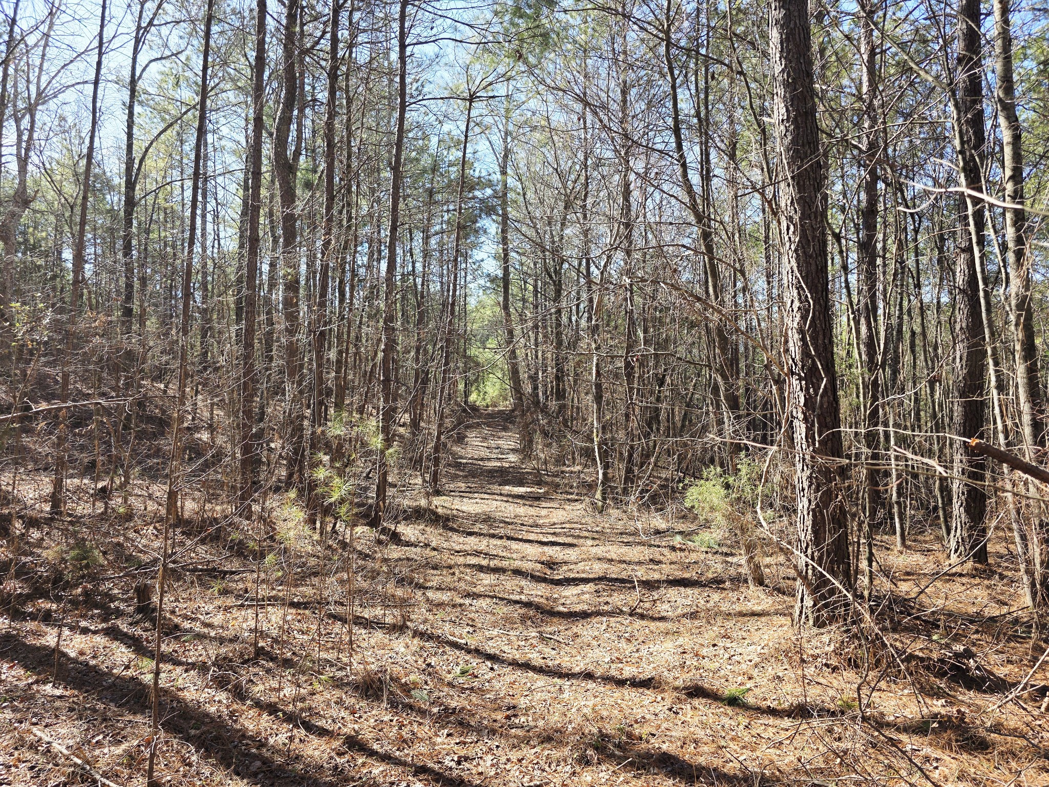 0 Allen Mill Bridge Road Camden, TN 38320 - Photo 23 of 32 a view of outdoor space with trees