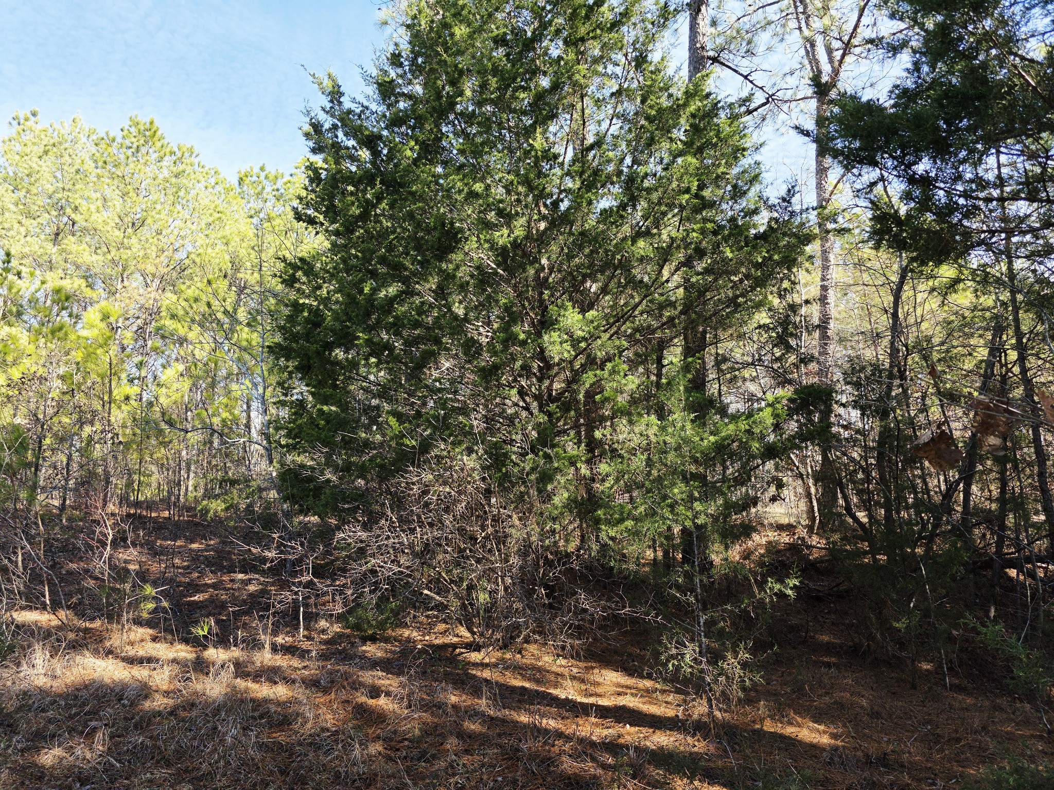 0 Allen Mill Bridge Road Camden, TN 38320 - Photo 25 of 32 a view of a tree