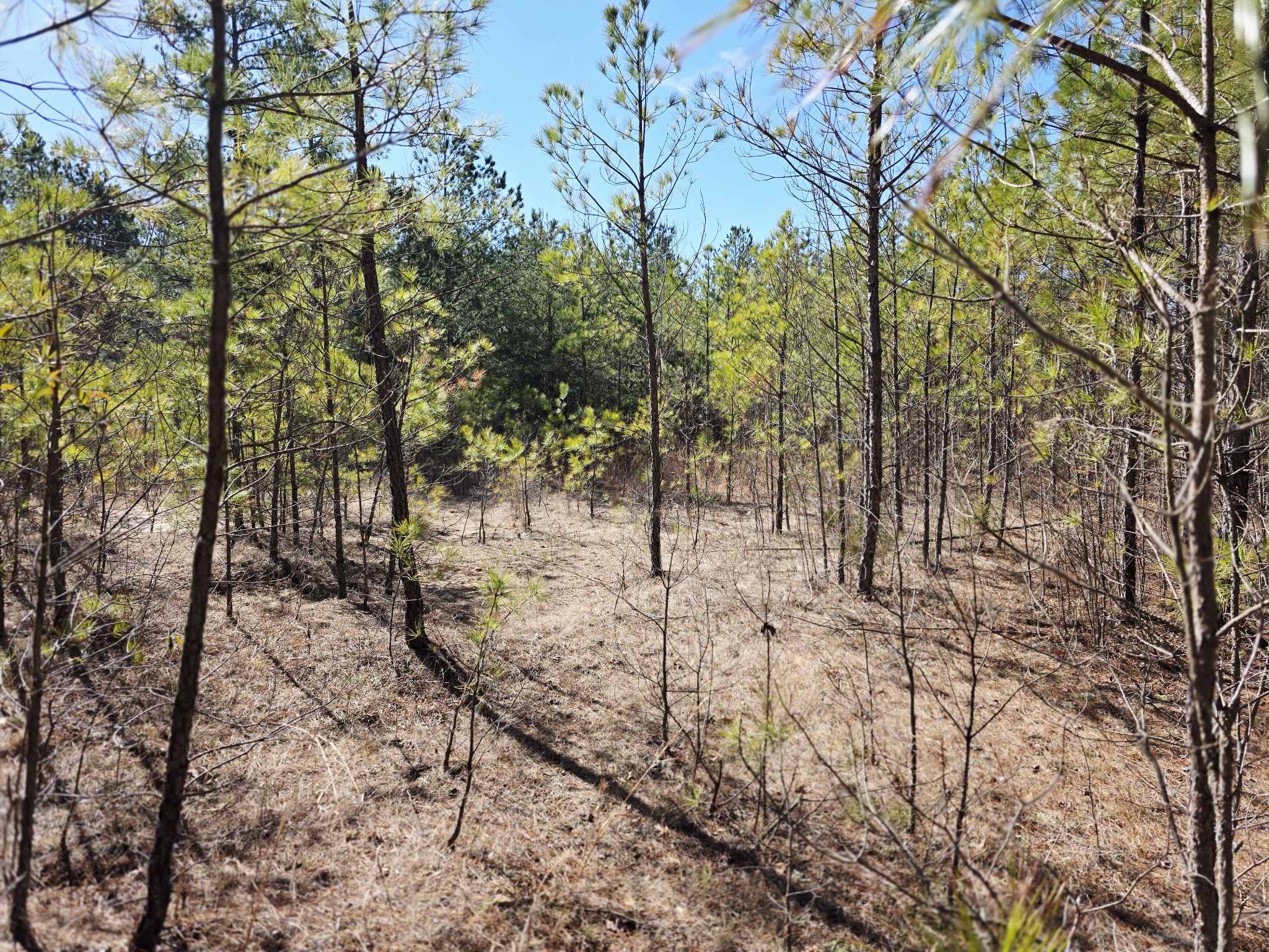 0 Allen Mill Bridge Road Camden, TN 38320 - Photo 27 of 32 a view of a yard with trees