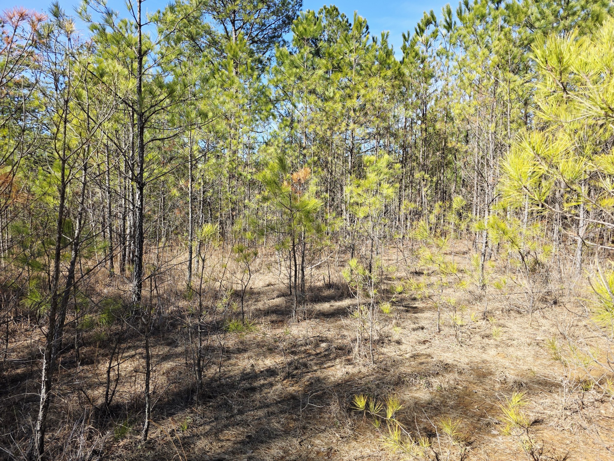 0 Allen Mill Bridge Road Camden, TN 38320 - Photo 28 of 32 a backyard of a house with large trees