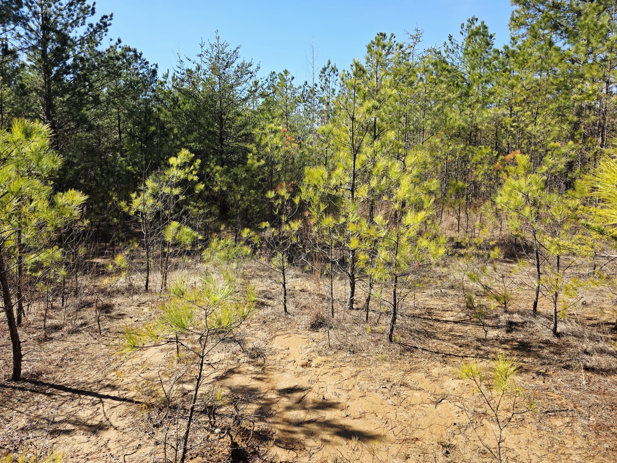 0 Allen Mill Bridge Road Camden, TN 38320 - Photo 29 of 32 a view of yard with trees