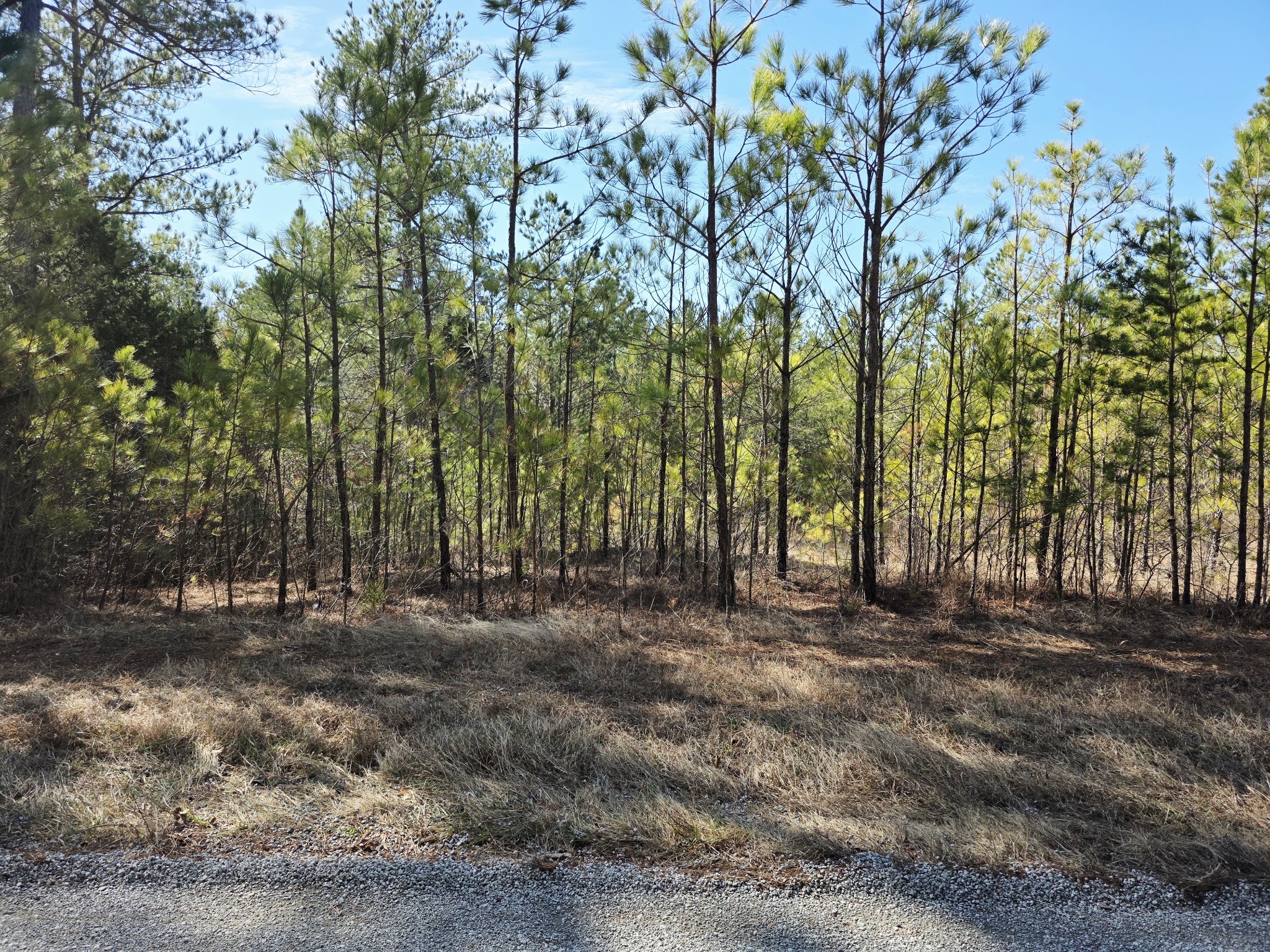 0 Allen Mill Bridge Road Camden, TN 38320 - Photo 4 of 32 a view of outdoor space with trees