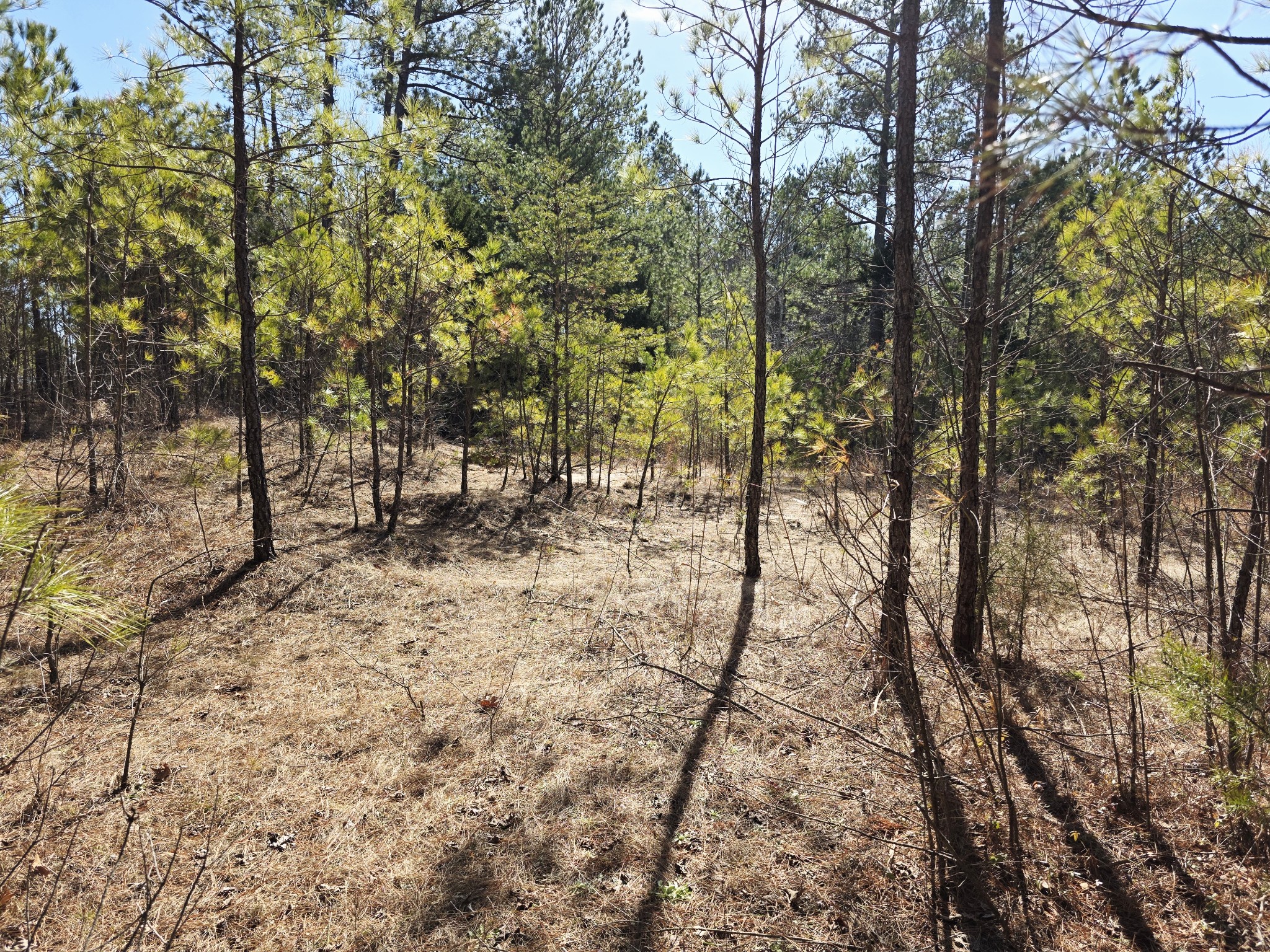0 Allen Mill Bridge Road Camden, TN 38320 - Photo 6 of 32 a view of outdoor space