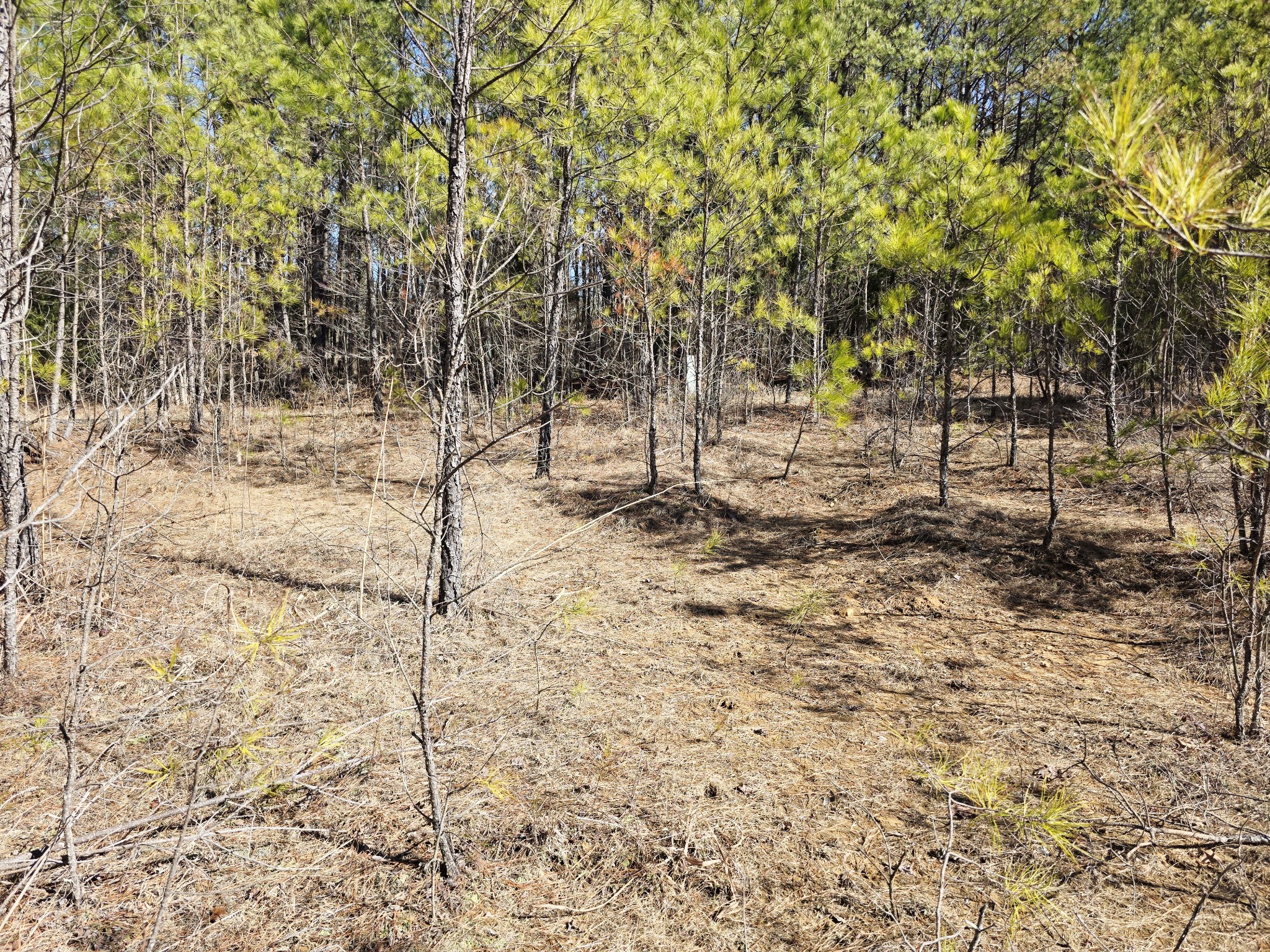 0 Allen Mill Bridge Road Camden, TN 38320 - Photo 7 of 32 a view of empty space with trees