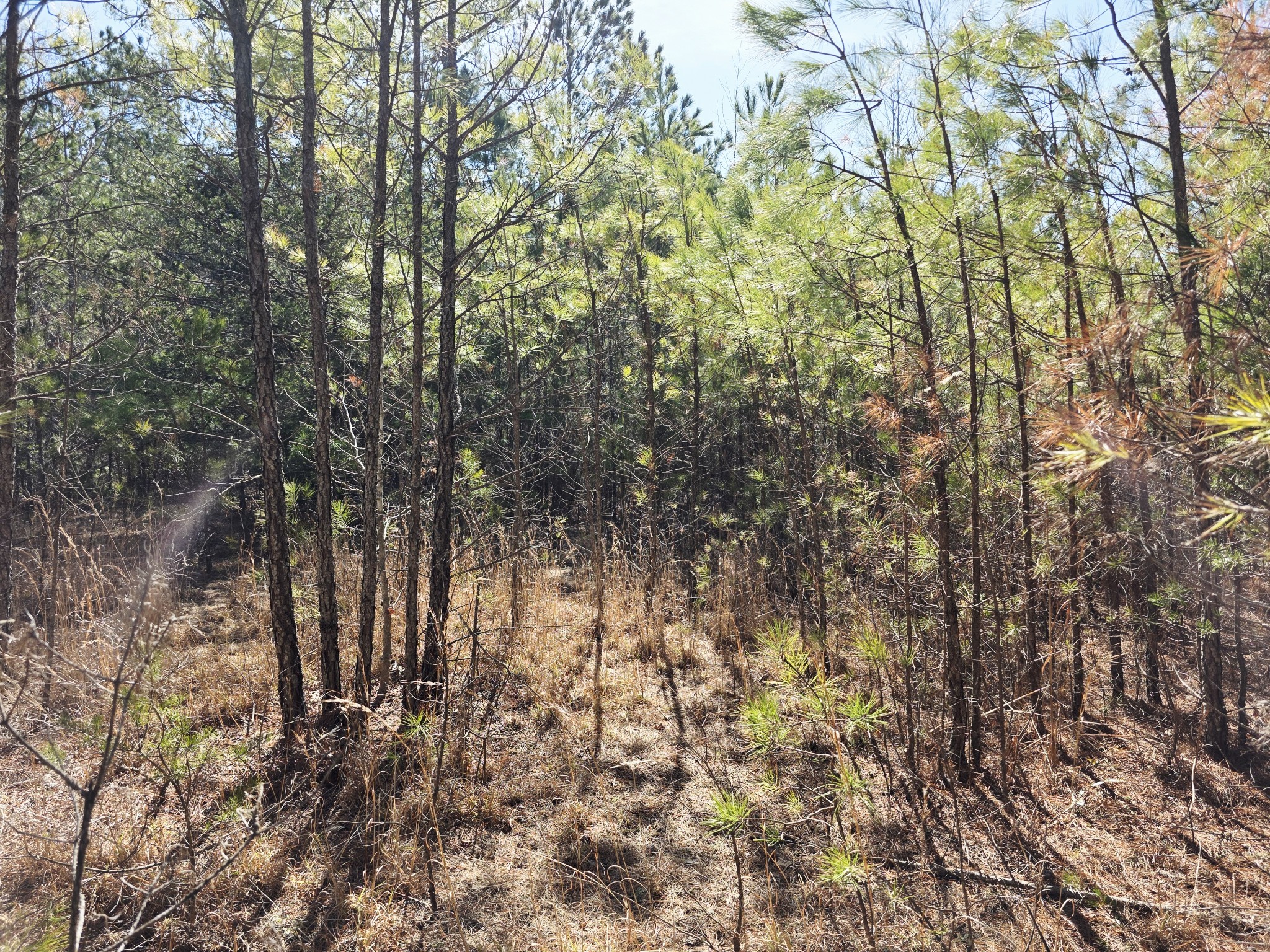 0 Allen Mill Bridge Road Camden, TN 38320 - Photo 8 of 32 a view of forest