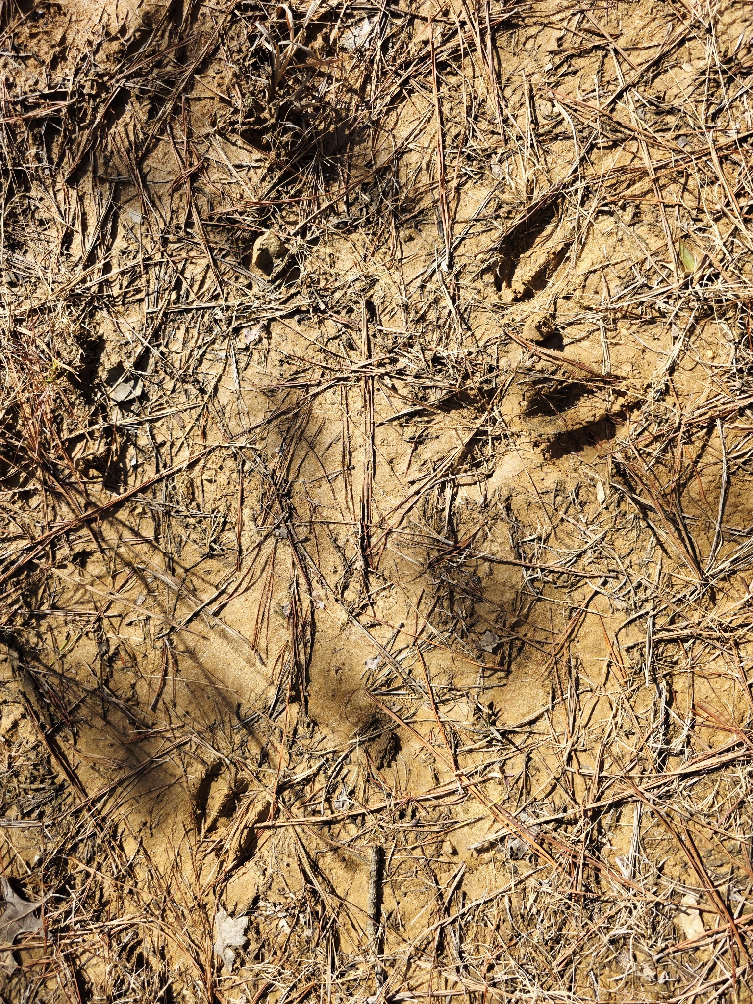 0 Allen Mill Bridge Road Camden, TN 38320 - Photo 9 of 32 a view of tree with lots of bushes