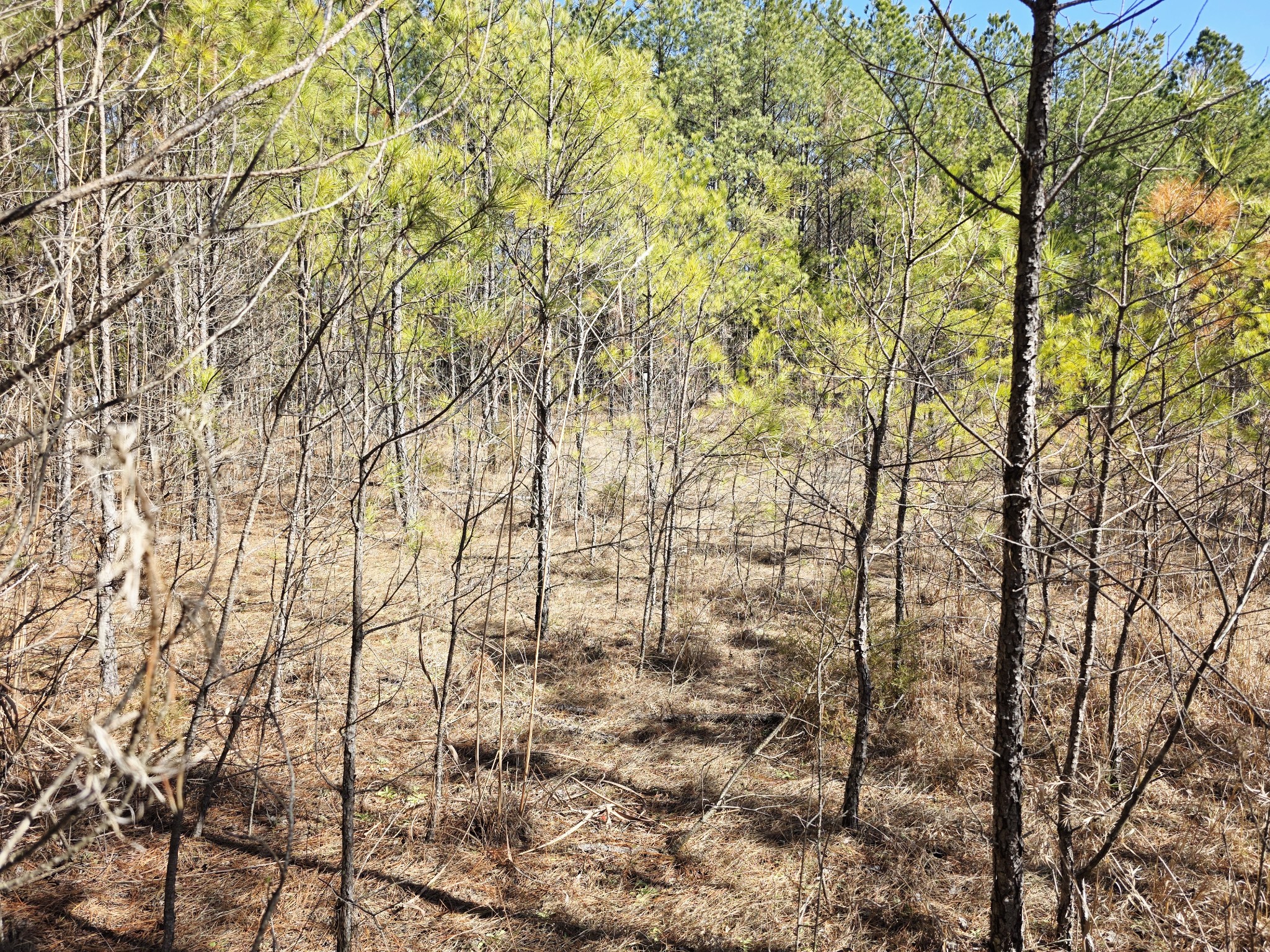 0 Allen Mill Bridge Road Camden, TN 38320 - Photo 10 of 32 a backyard of a house with lots of trees