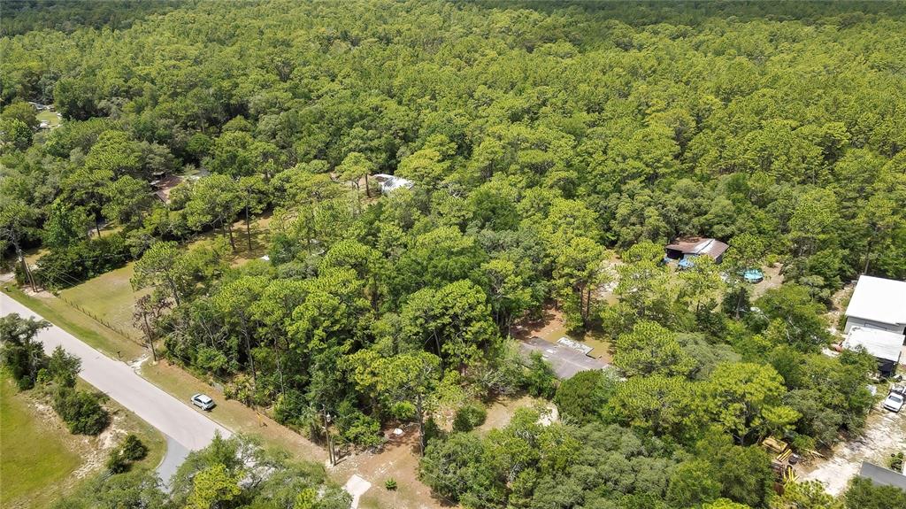 1672 South Colonial Avenue Homosassa, FL 34448 - Photo 9 of 10 a view of a forest with a tree