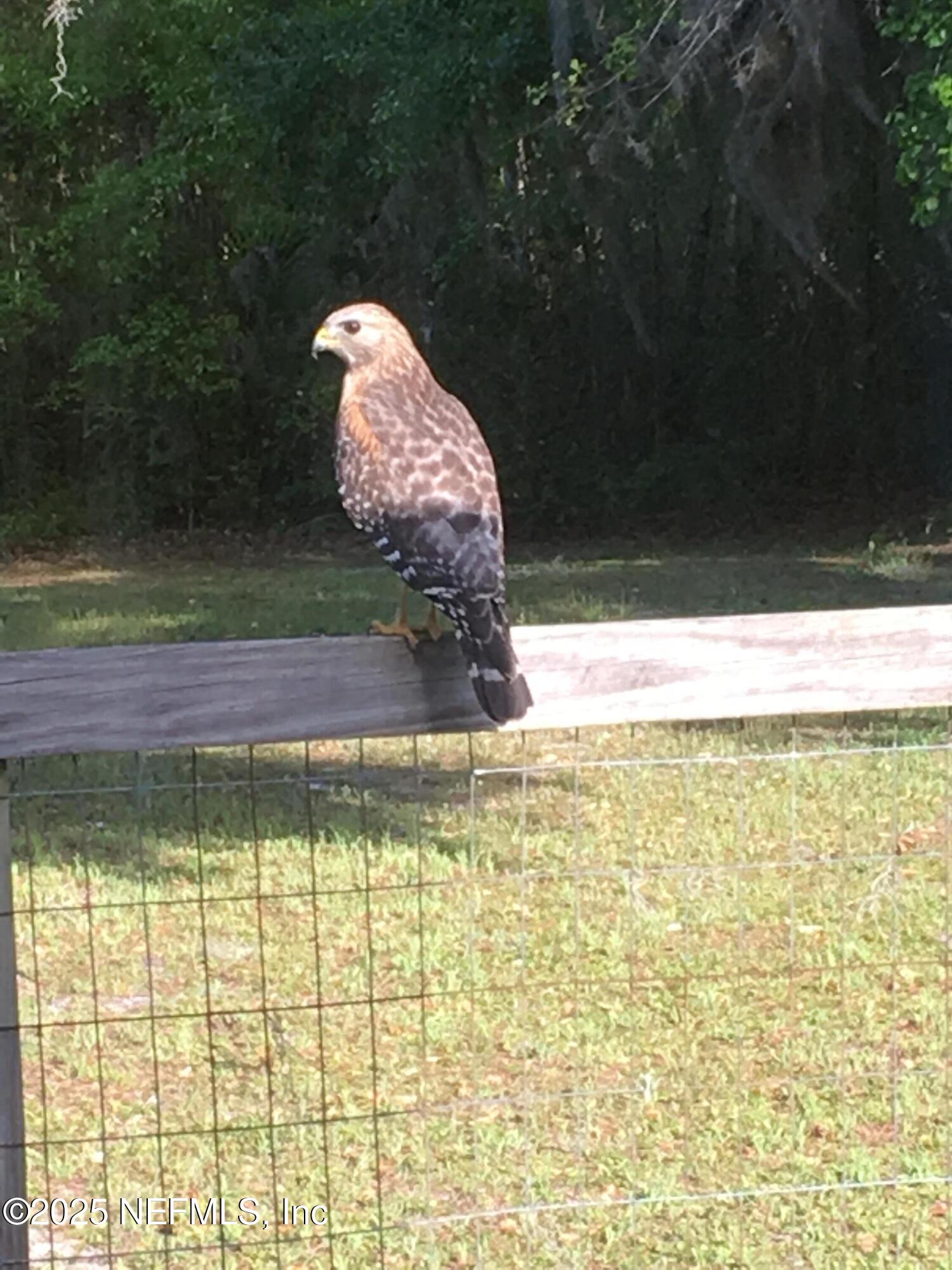7720 Riverdale Road St. Augustine, FL 32092 - Photo 47 of 60 a view of swimming pool from a yard