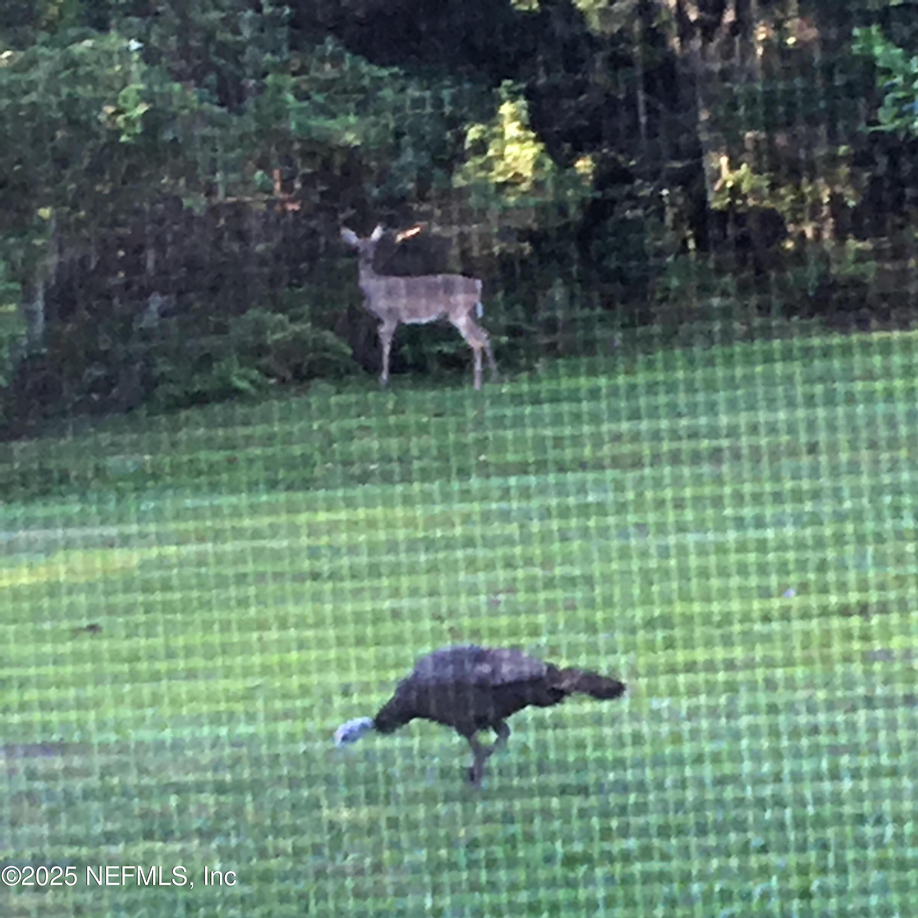 7720 Riverdale Road St. Augustine, FL 32092 - Photo 49 of 60 Deer and Turkey