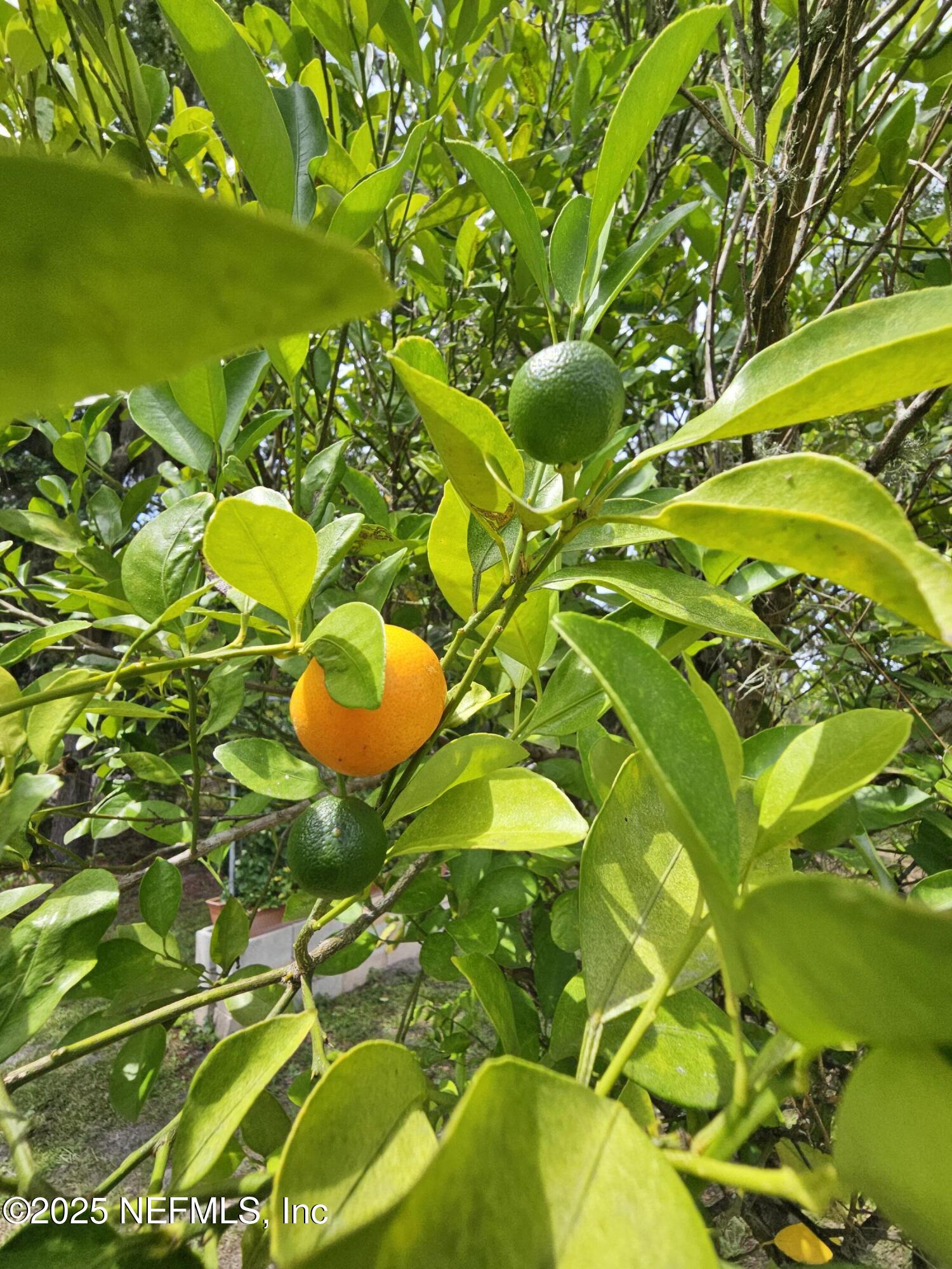 7720 Riverdale Road St. Augustine, FL 32092 - Photo 50 of 60 a close up of a flower in a garden