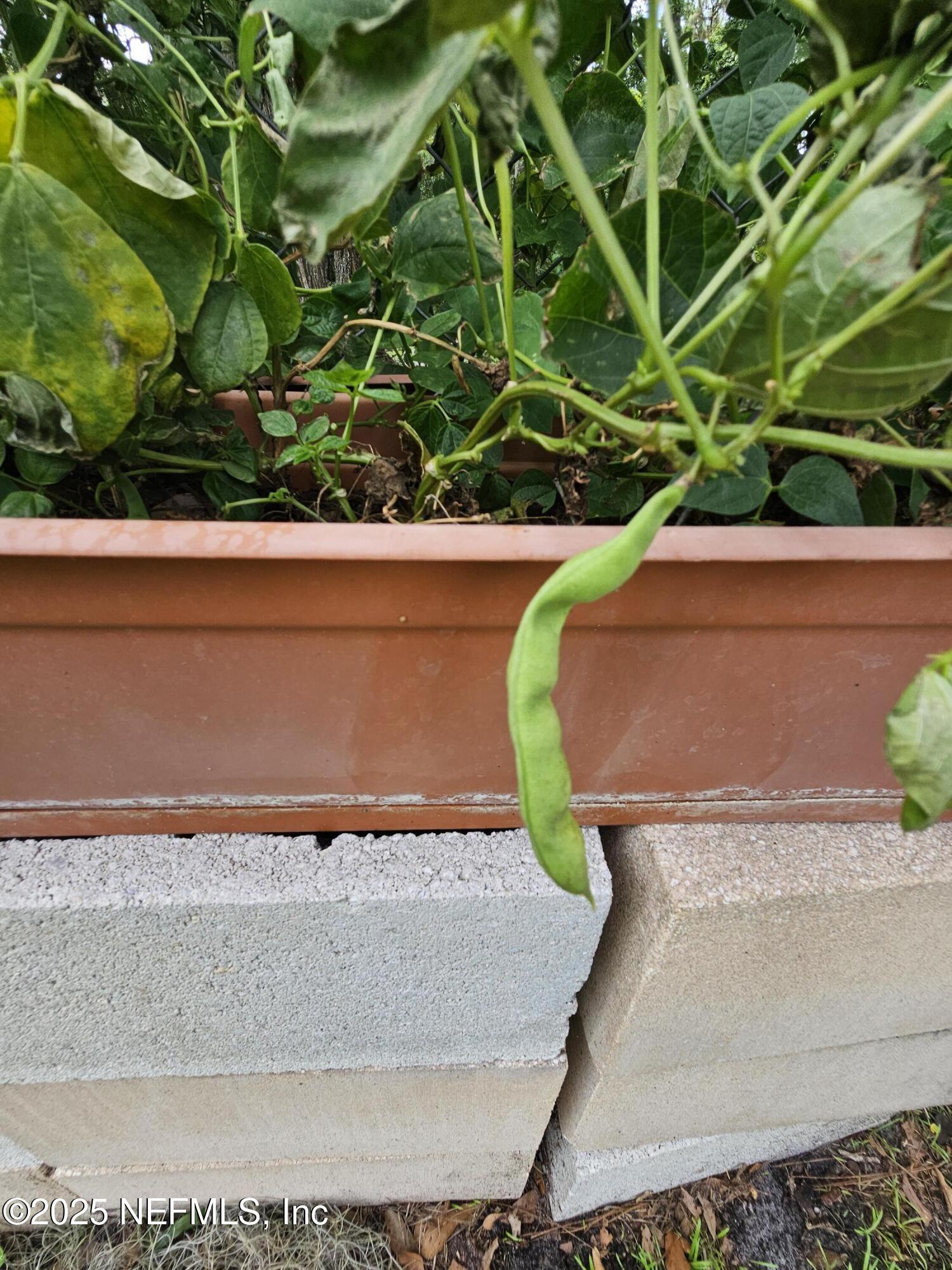 7720 Riverdale Road St. Augustine, FL 32092 - Photo 51 of 60 Pole beans