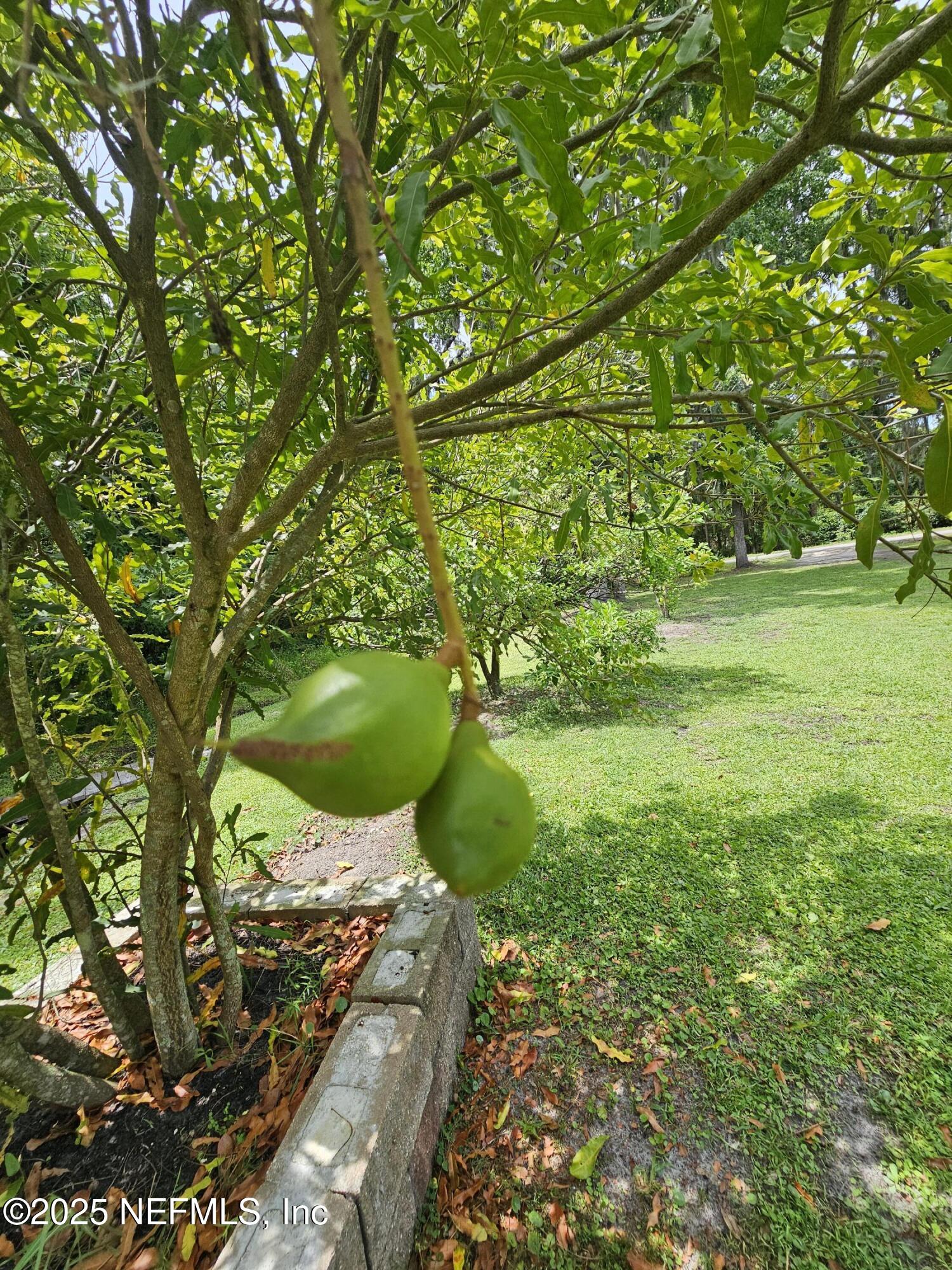 7720 Riverdale Road St. Augustine, FL 32092 - Photo 54 of 60 Macadamia nut 2
