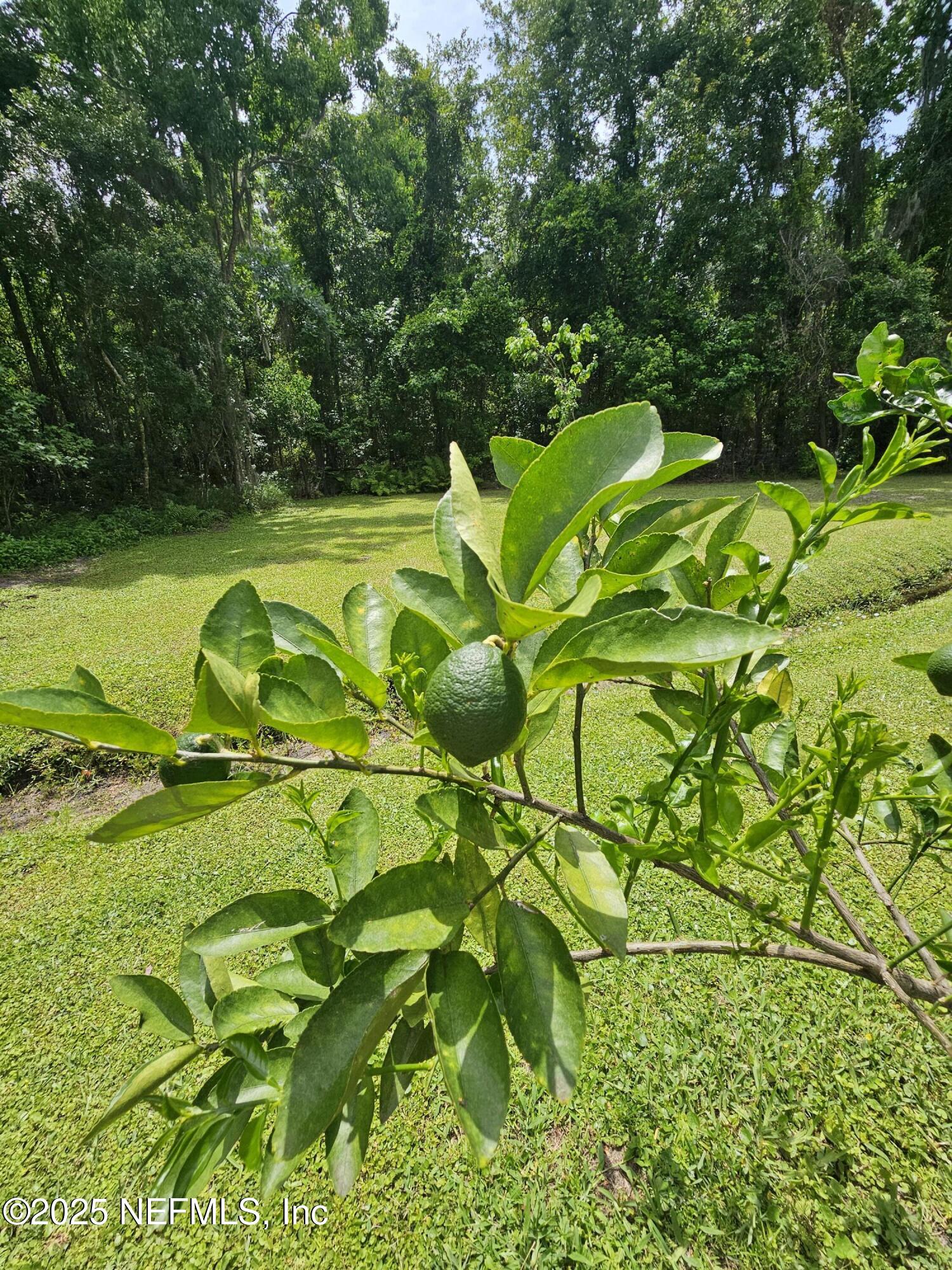 7720 Riverdale Road St. Augustine, FL 32092 - Photo 55 of 60 Variety of citrus trees