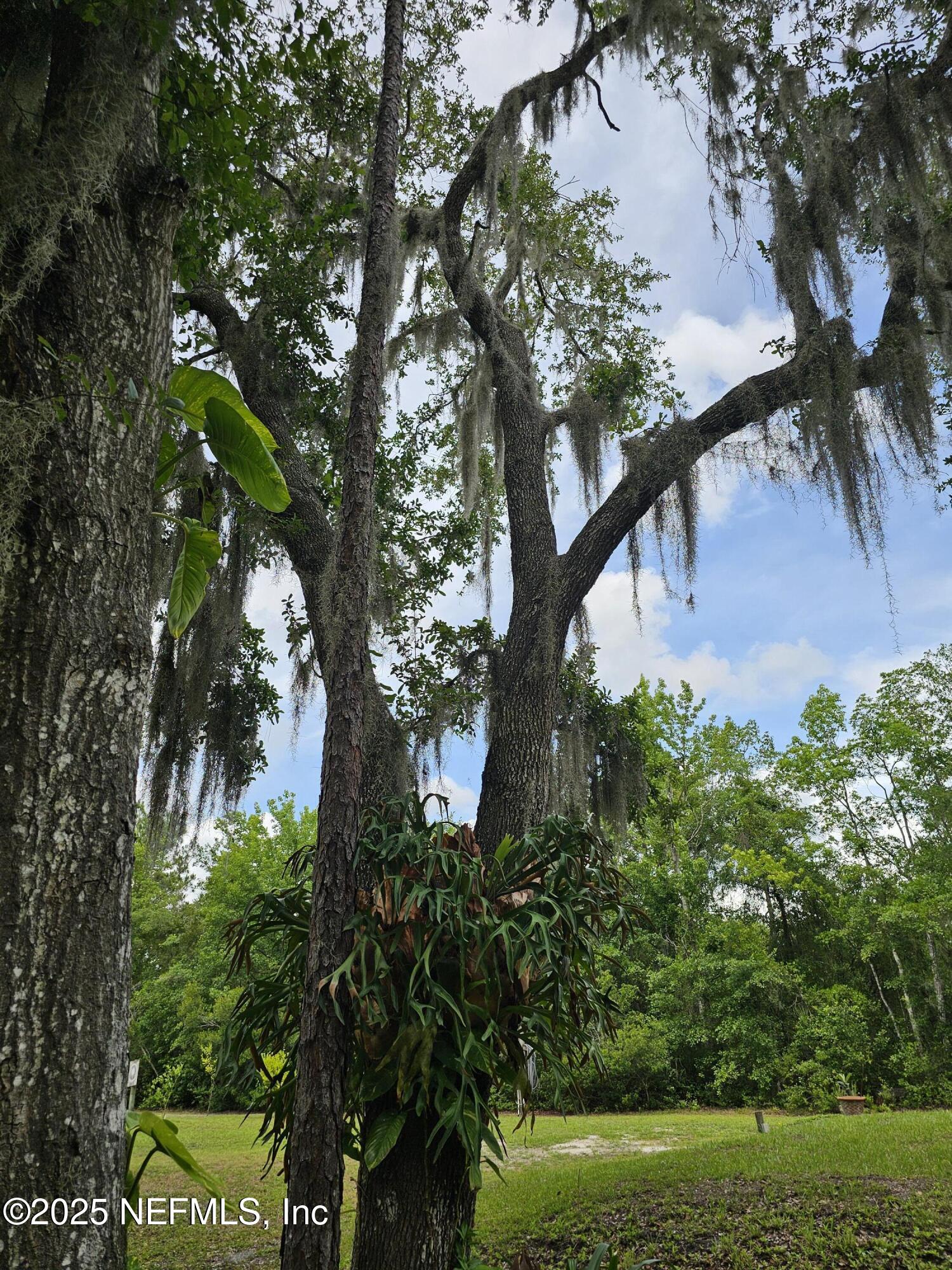 7720 Riverdale Road St. Augustine, FL 32092 - Photo 56 of 60 a view of a garden with plants and large trees