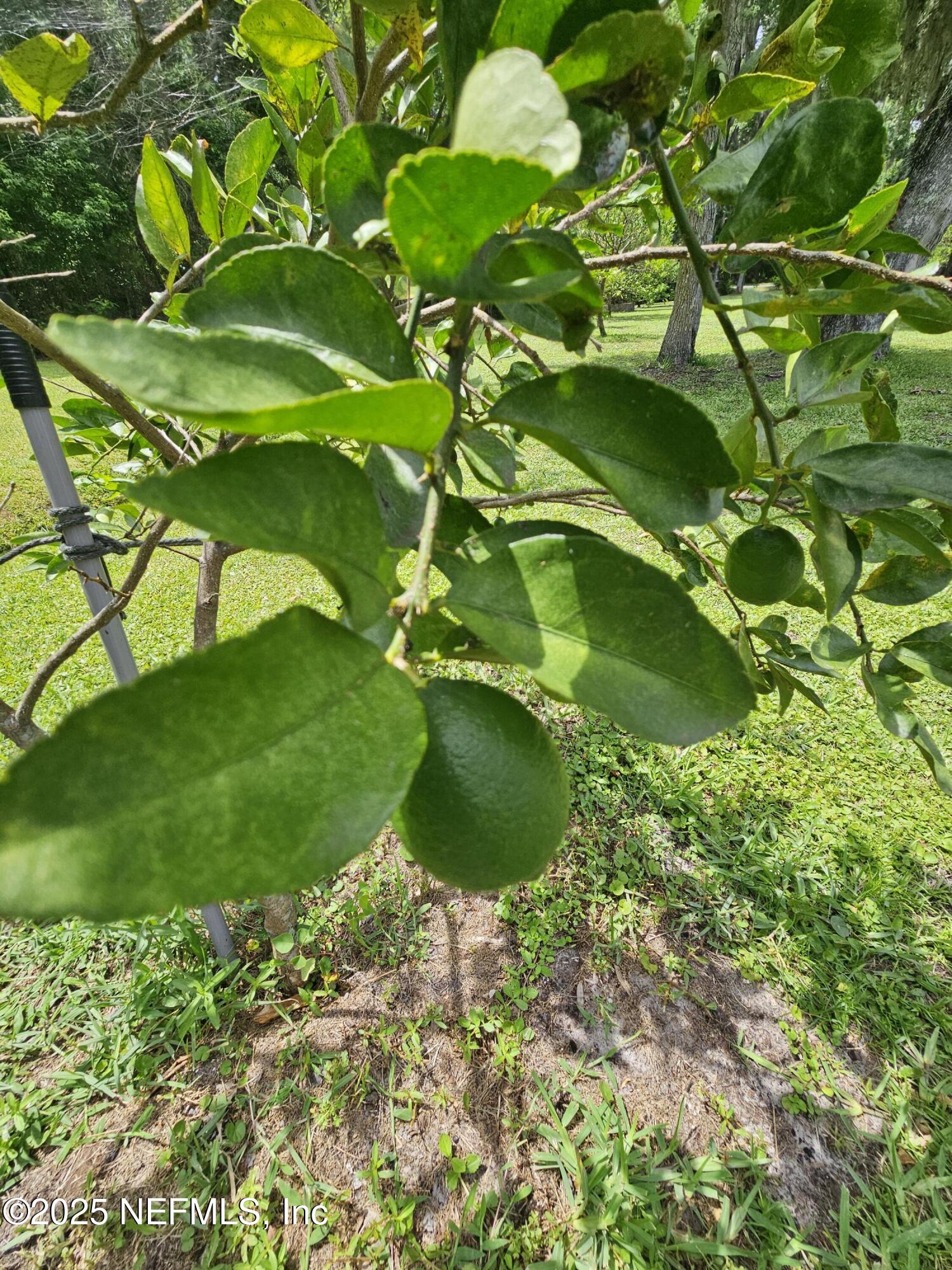 7720 Riverdale Road St. Augustine, FL 32092 - Photo 57 of 60 Lemons, Limes, Grapefruits