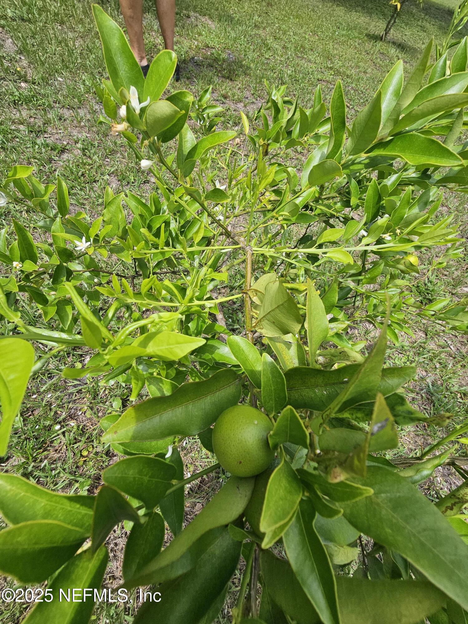 7720 Riverdale Road St. Augustine, FL 32092 - Photo 58 of 60 Key Limes