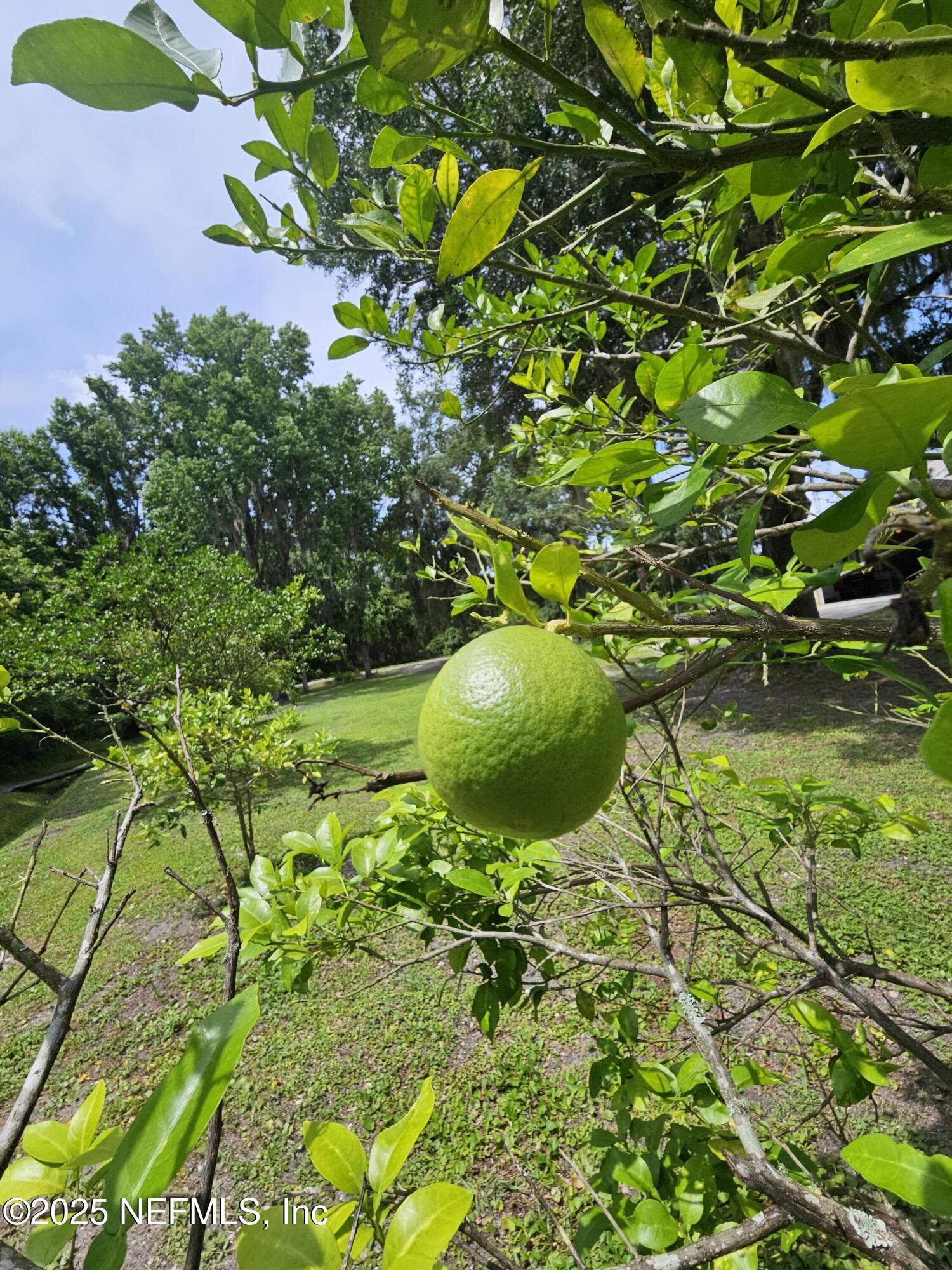 7720 Riverdale Road St. Augustine, FL 32092 - Photo 59 of 60 a close up of a plant in a garden