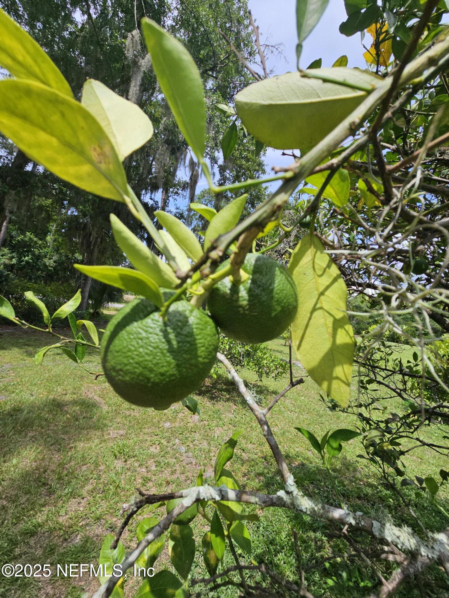 7720 Riverdale Road St. Augustine, FL 32092 - Photo 60 of 60 a view of a yard