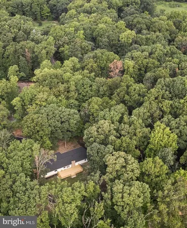 a view of a forest with a street
