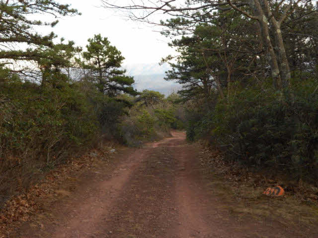 6 Kile Knob Road Franklin, WV 26807 - Photo 2 of 7 a view of a forest with trees