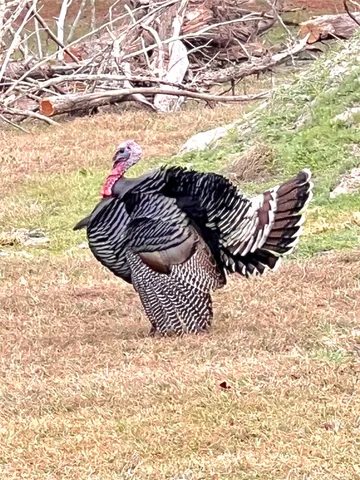 $475,000 | 1079 Schuette Road, New Ulm, TX 78950