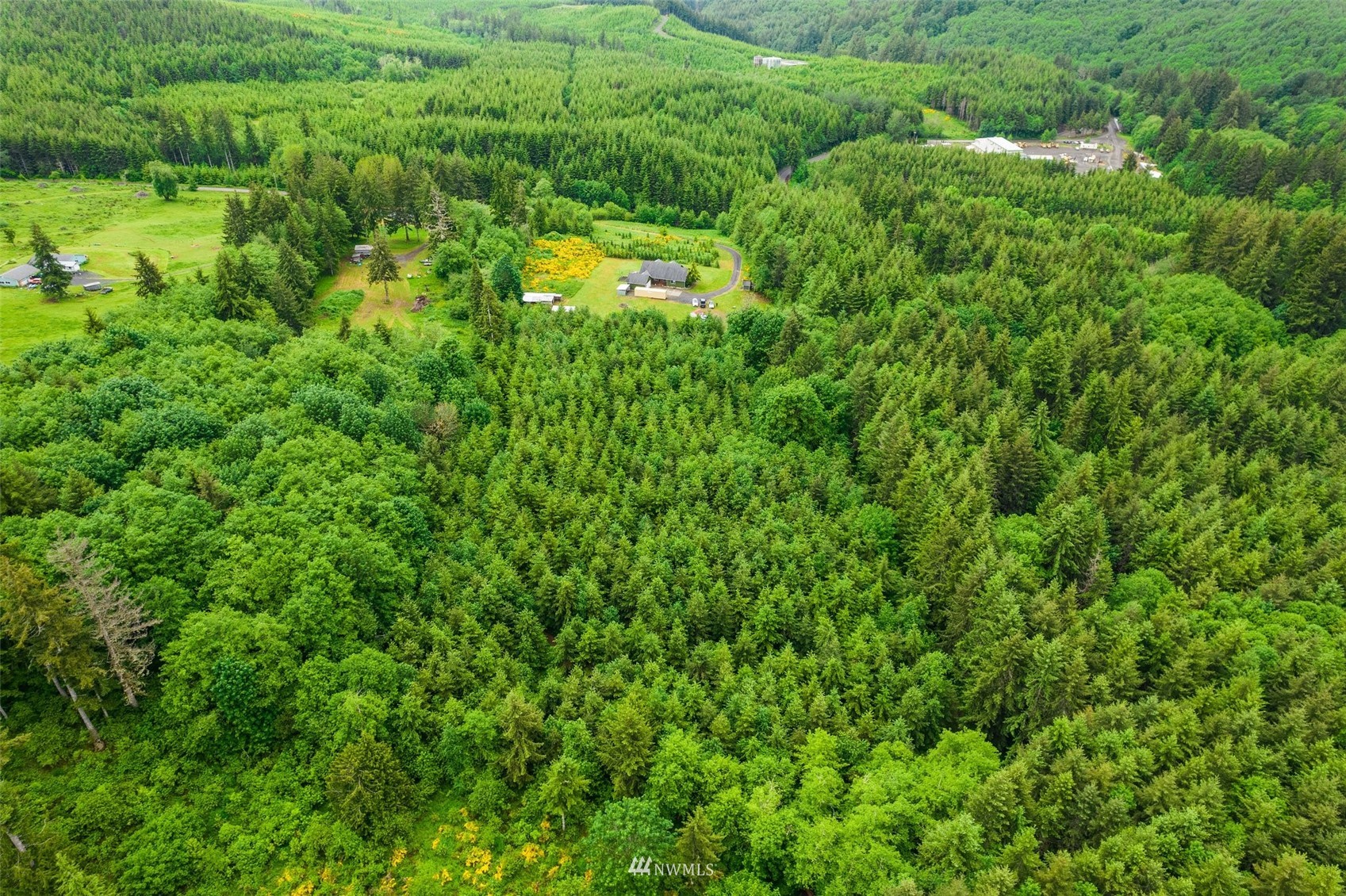 356 Wells Road Pe Ell, WA 98572 - Photo 35 of 40 a view of a lush green forest with lots of trees