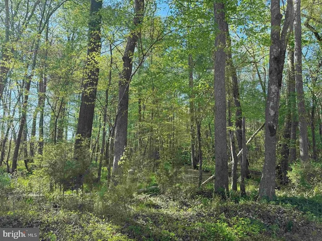 a view of a forest with a yard
