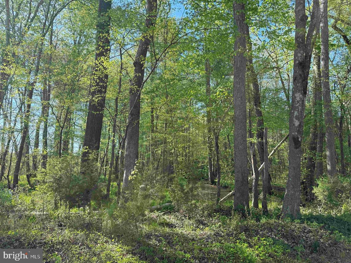 Cherry Hill Road McKenney, VA 23872 - Photo 7 of 12 a view of forest