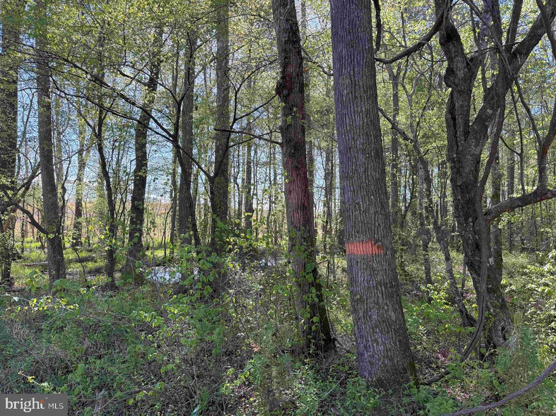 Cherry Hill Road McKenney, VA 23872 - Photo 9 of 12 a view of forest