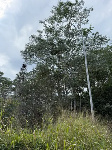 $35,000 | 22 Sandalwood Court, Pahoa, HI 96778