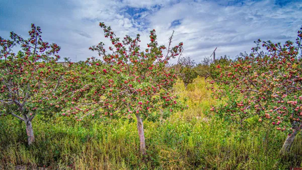 a view of a flower in a garden