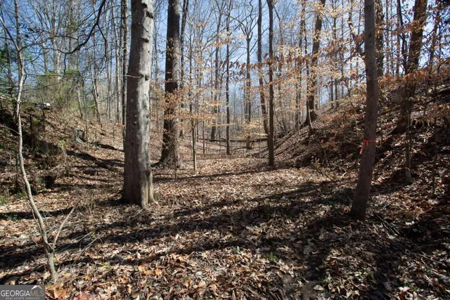 a view of a forest that has large trees