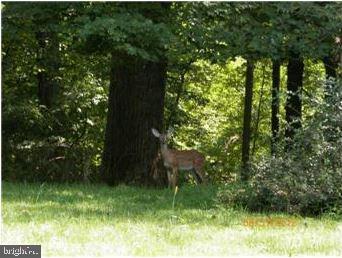 Shady Side Road Shady Side, MD 20764 - Photo 2 of 5 a backyard of a house with lots of green space