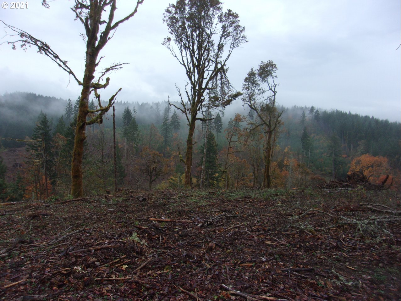 39725 Southwest Fort Hill Road Willamina, OR 97396 - Photo 14 of 16 a view of a yard with trees