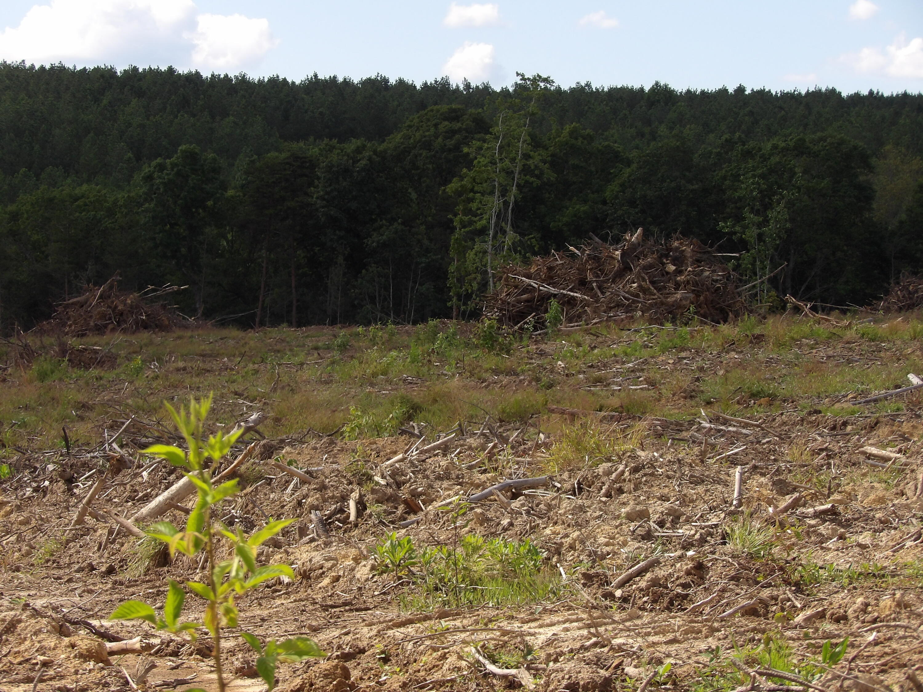 Lot 13 Summer City Road Evensville, TN 37332 - Photo 11 of 22 100_1686