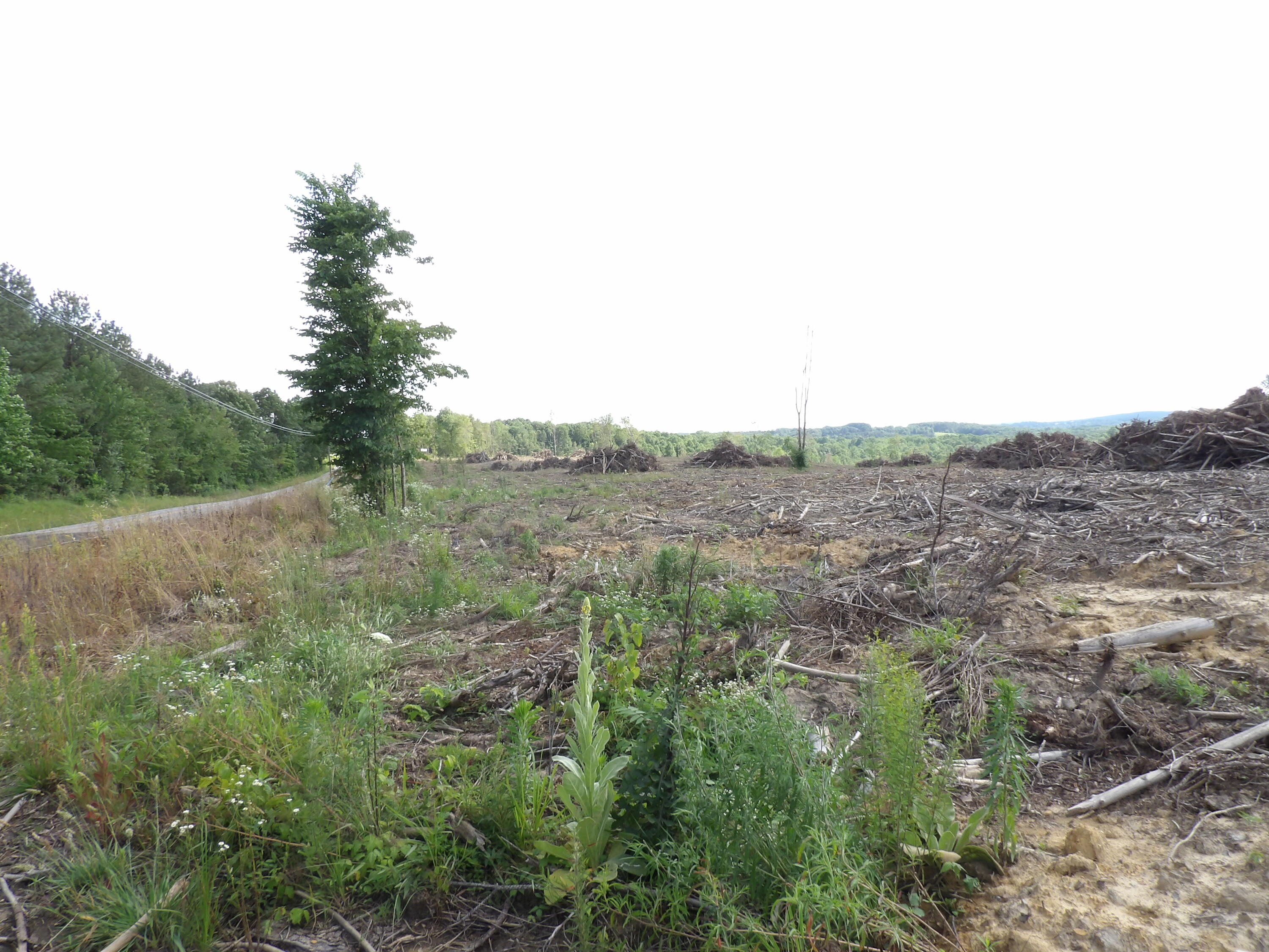 Lot 13 Summer City Road Evensville, TN 37332 - Photo 20 of 22 100_1696