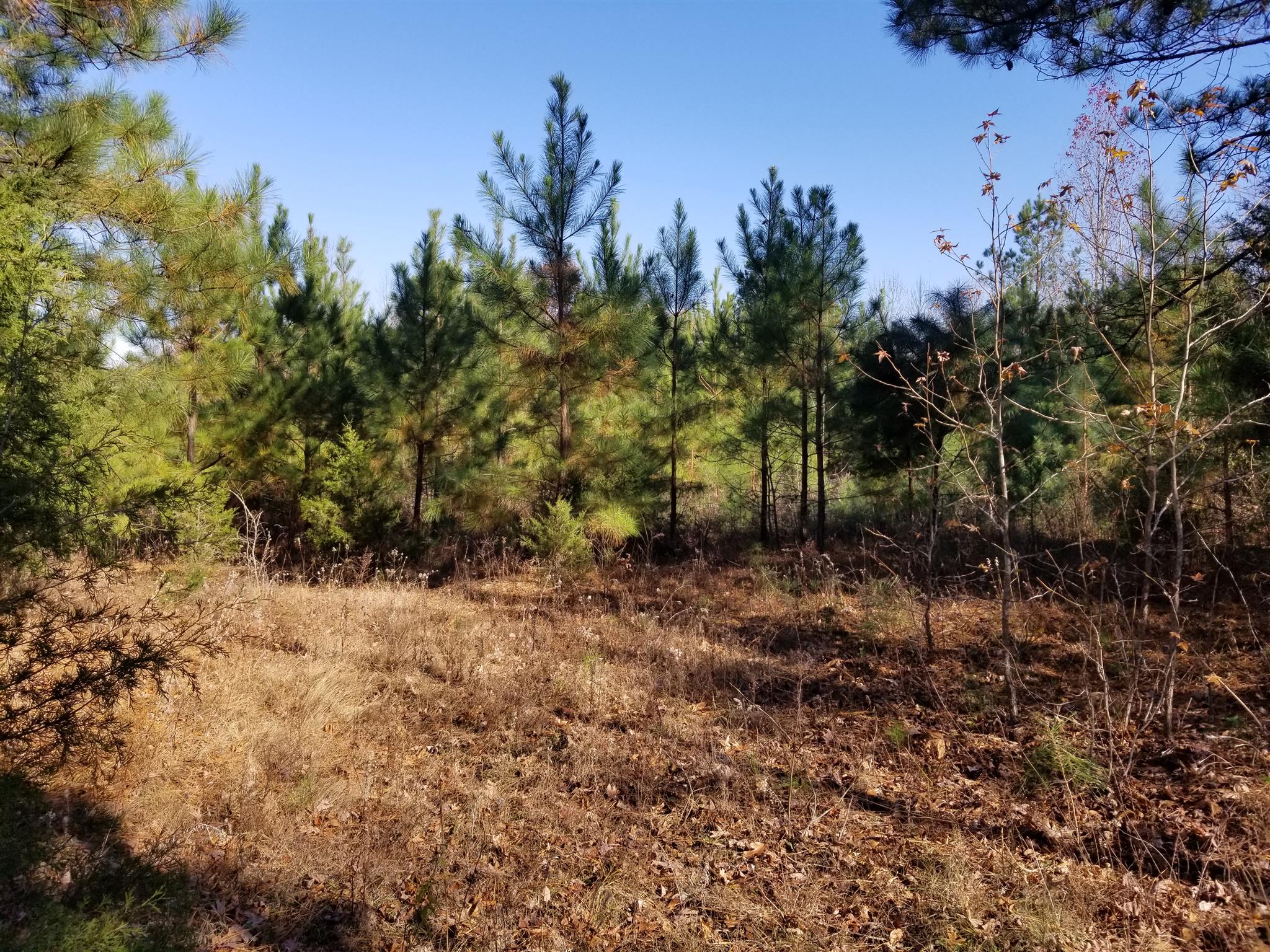 5100 Moorefield Road Cunningham, TN 37052 - Photo 1 of 15 a view of a yard with a tree